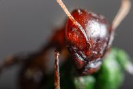 Detailed macro photograph of an ant's head showcasing its antenna and texture.