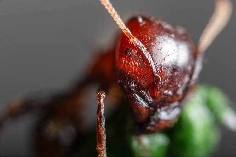 Close-Up Photo Of Red Ant