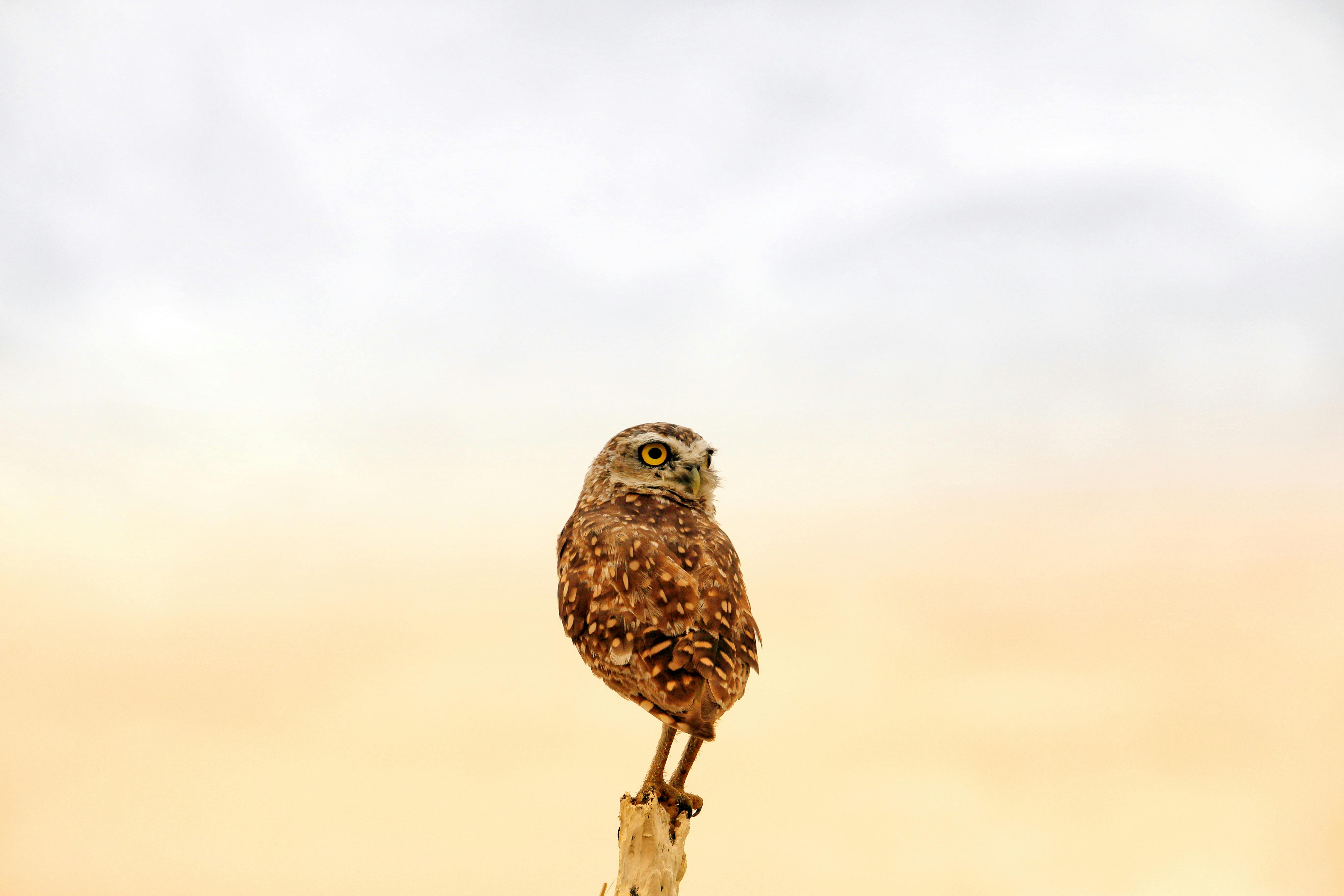 Free Stunning shot of a Burrowing Owl on a perch, set against a vibrant dusk sky in Guaratuba, Brazil. Stock Photo