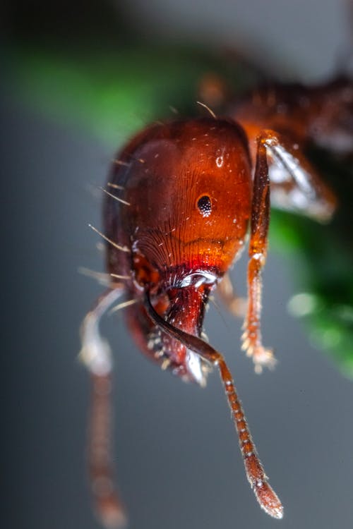 紅螞蟻的微距攝影