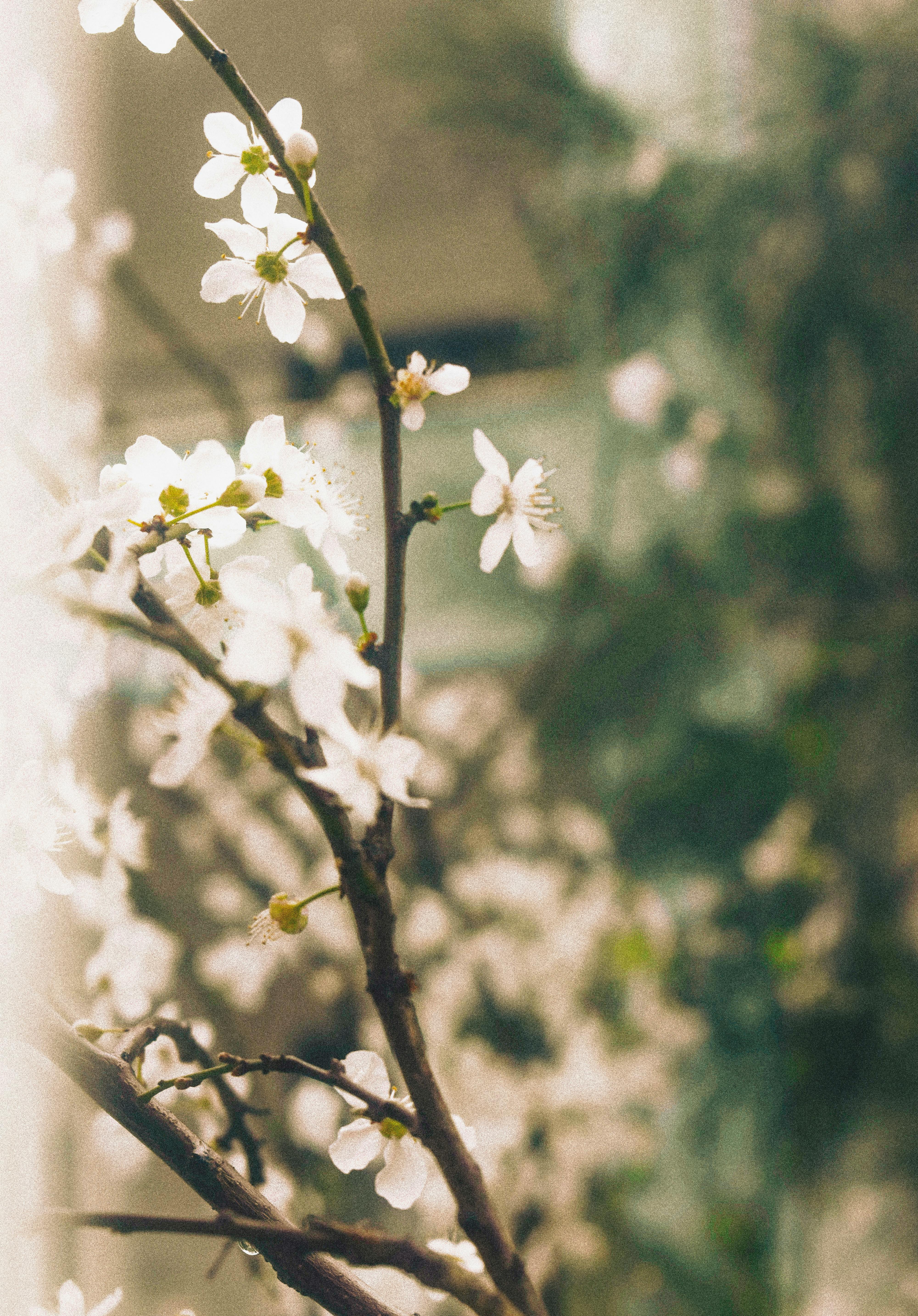 Gratis Tampilan dekat bunga putih yang lembut dengan fokus halus, menangkap suasana damai dan alami. Foto Stok