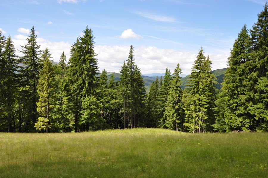 Foresta gestita in modo responsabile e sostenibile