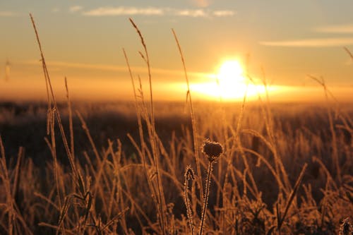 Free stock photo of clear sky, farm field, golden sun Stock Photo