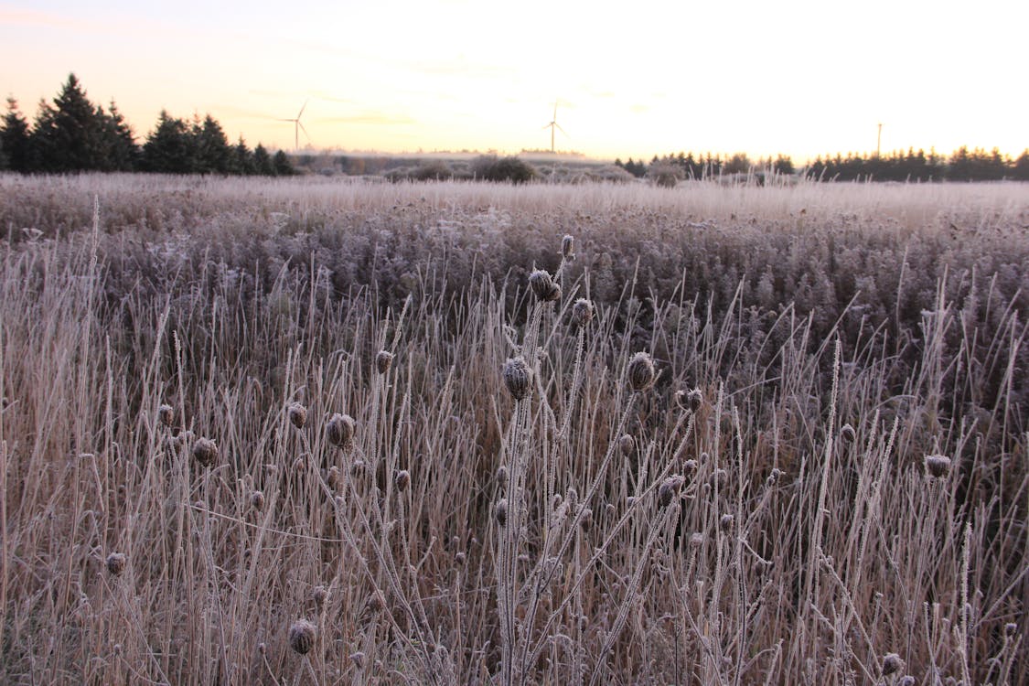 Free Fotos de stock gratuitas de campo de cultivo, congelado, molinos de viento Stock Photo