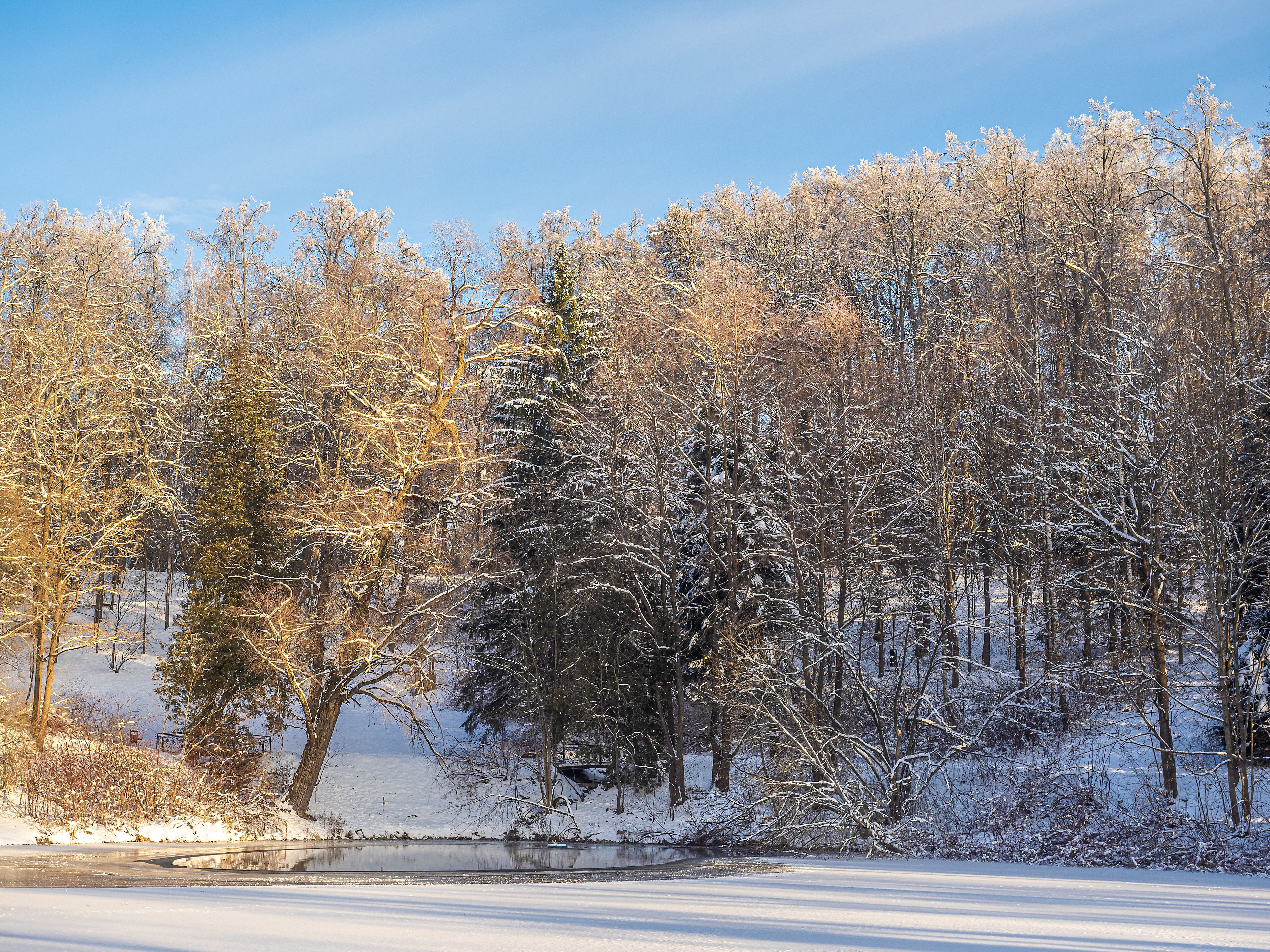 Scenic Winter Landscape with Snow-Covered Trees · Free Stock Photo