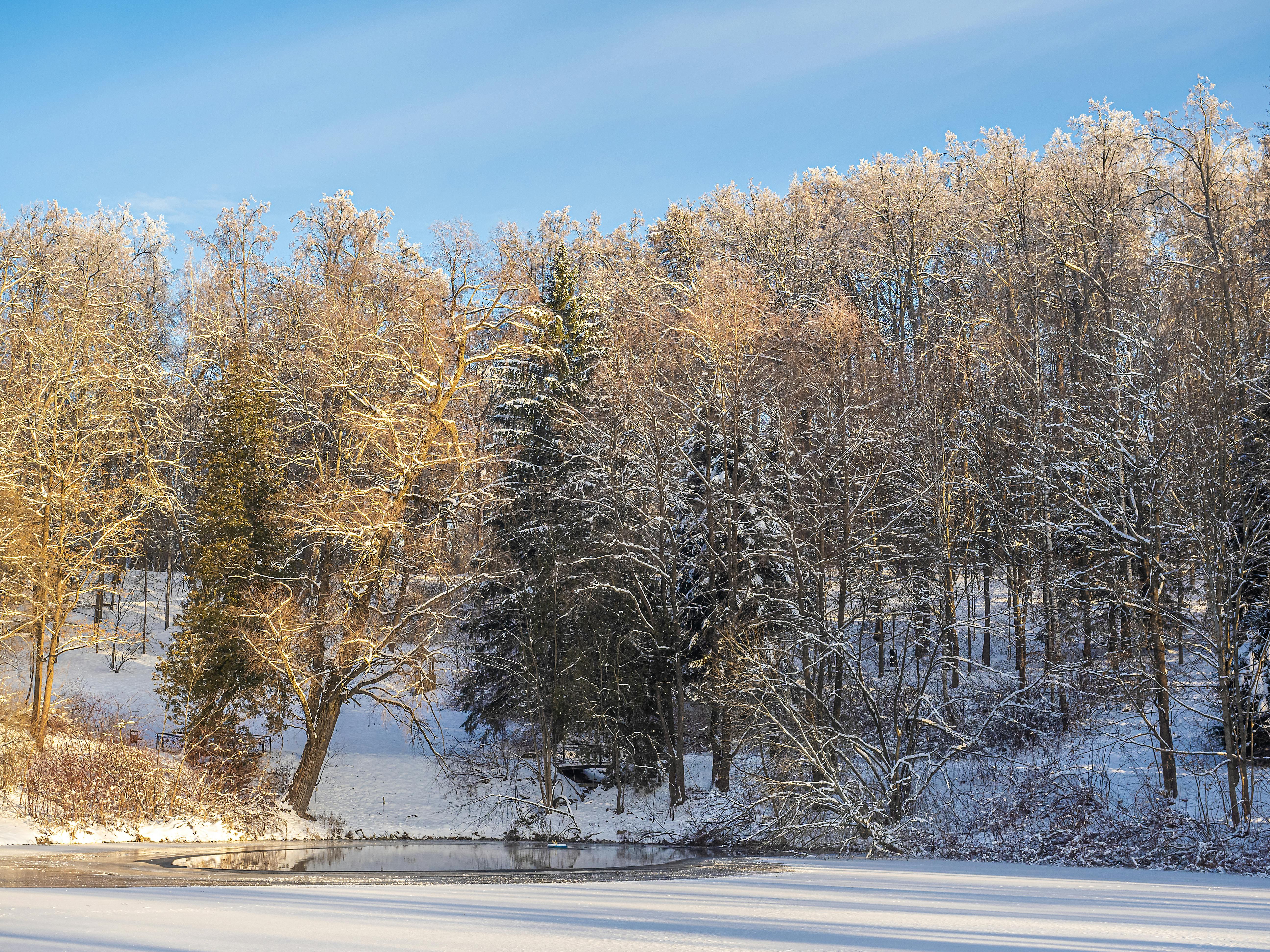 Gratis Vakker vinterskogscene med snødekte trær og rolig elv. Arkivbilde