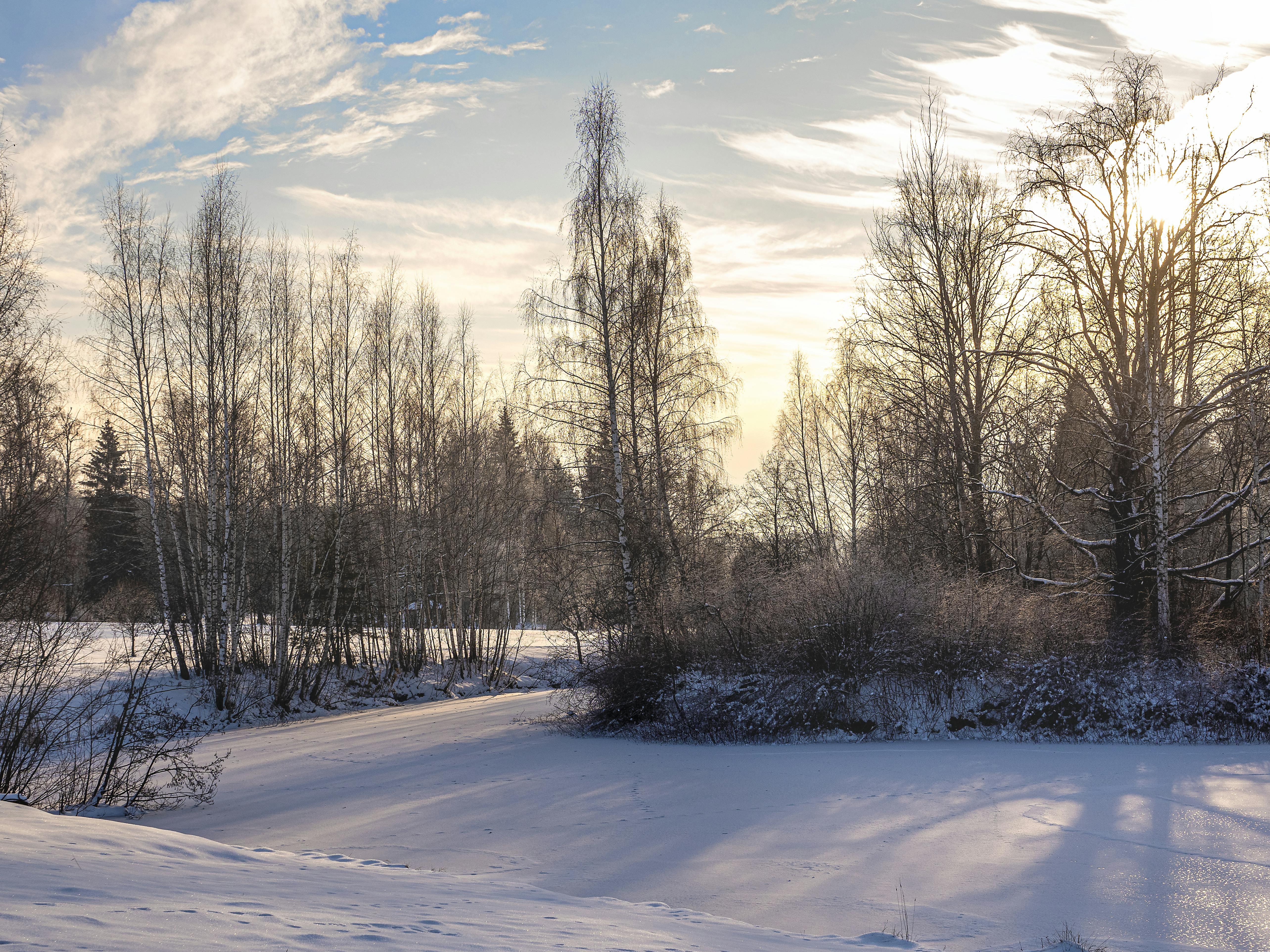 Zadarmo Pokojná zasnežená krajina s holými stromami v zimnom slnečnom svetle. Fotka z fotobanky
