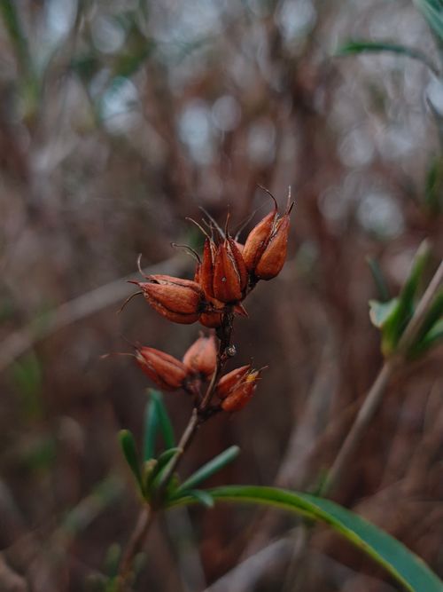 Free Detailed view of dried seed pods on a plant with blurred natural background. Stock Photo