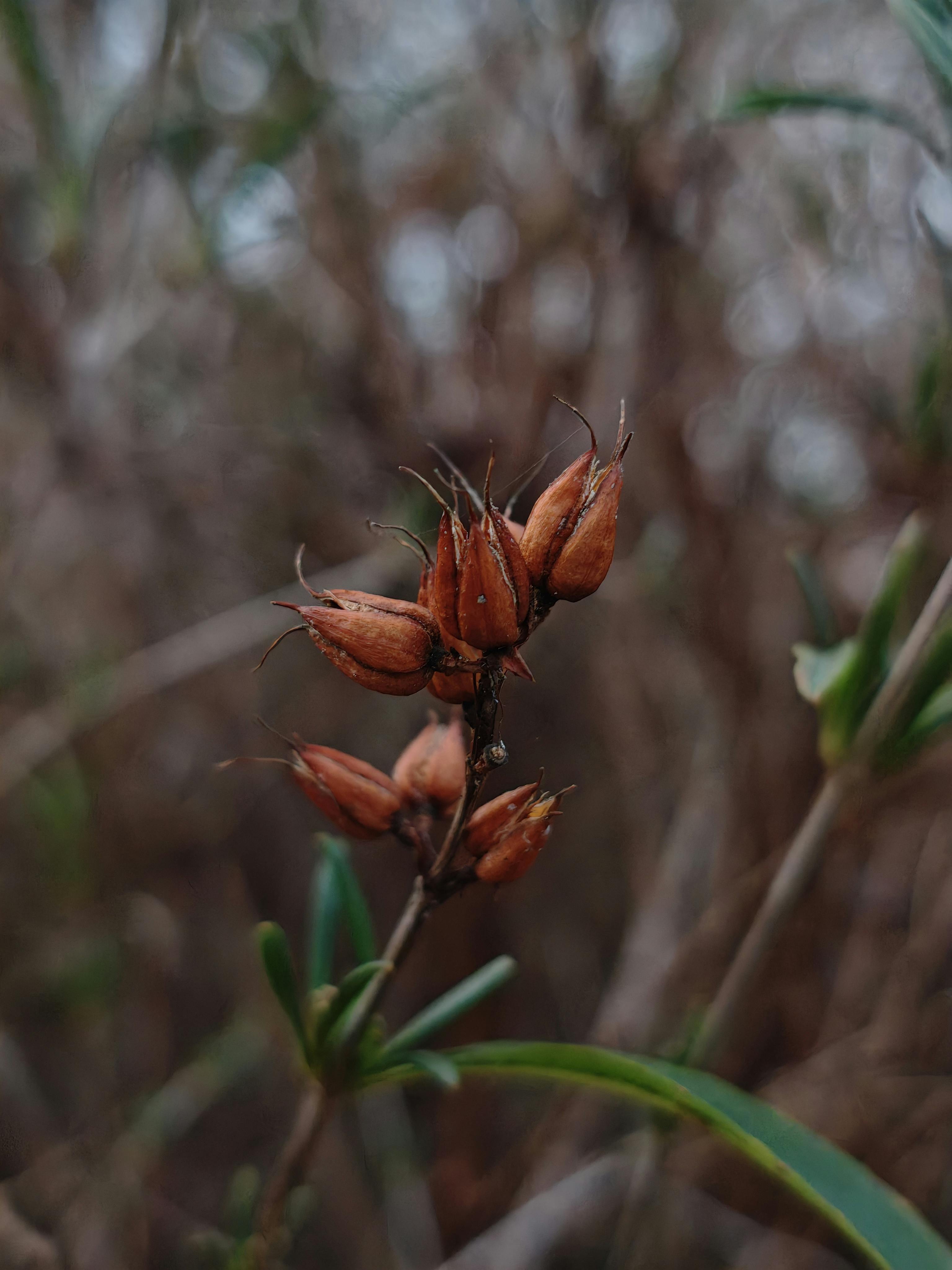 Gratis Tampilan detail polong biji kering pada tanaman dengan latar belakang alam yang buram. Foto Stok