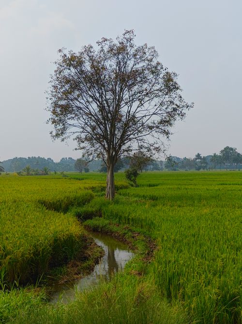 Free A tranquil scene of a solitary tree beside a canal in lush Indian rice fields. Stock Photo