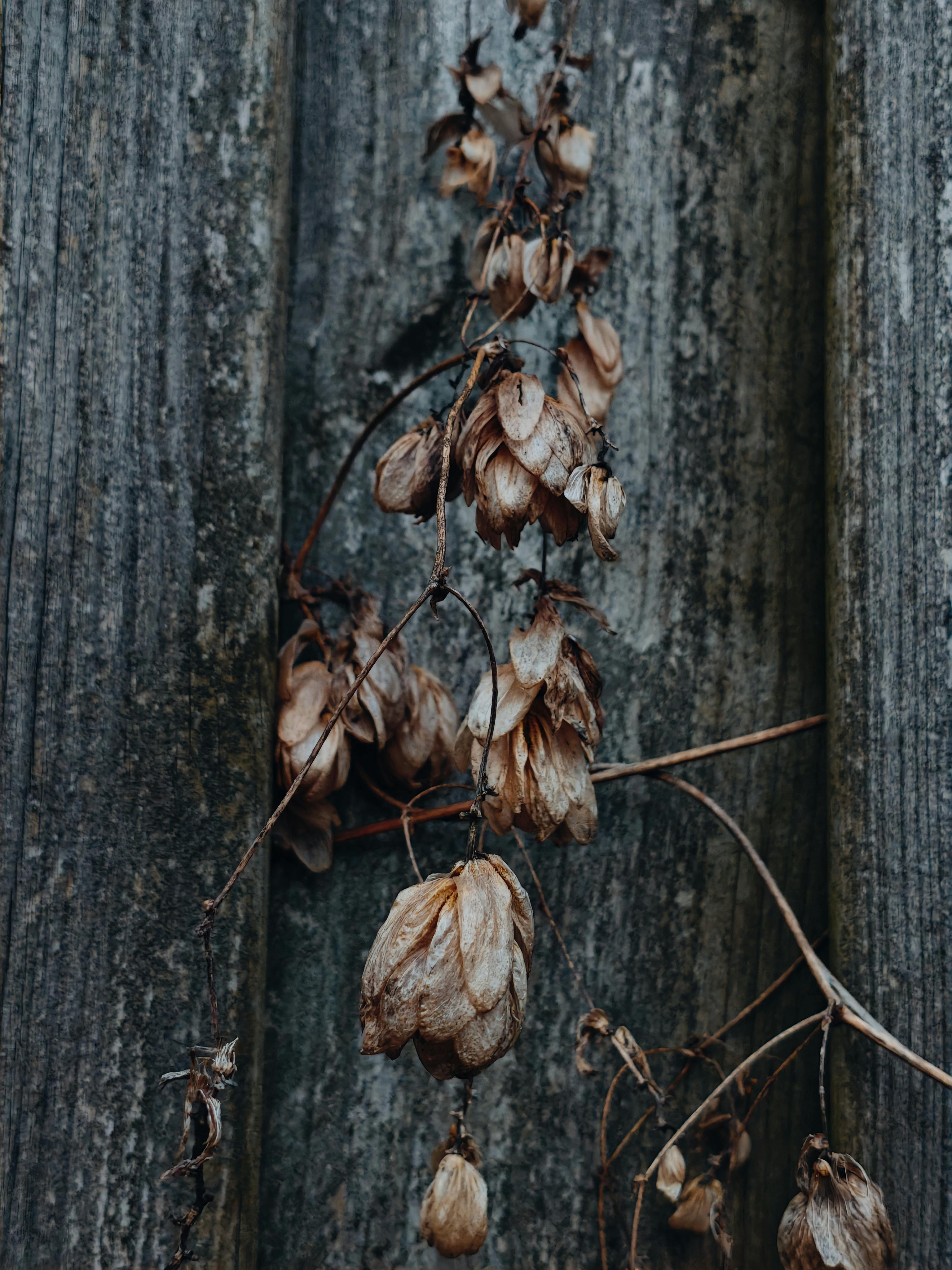 免费 乡村背景, 原本, 园艺主题 的 免费素材图片 素材图片