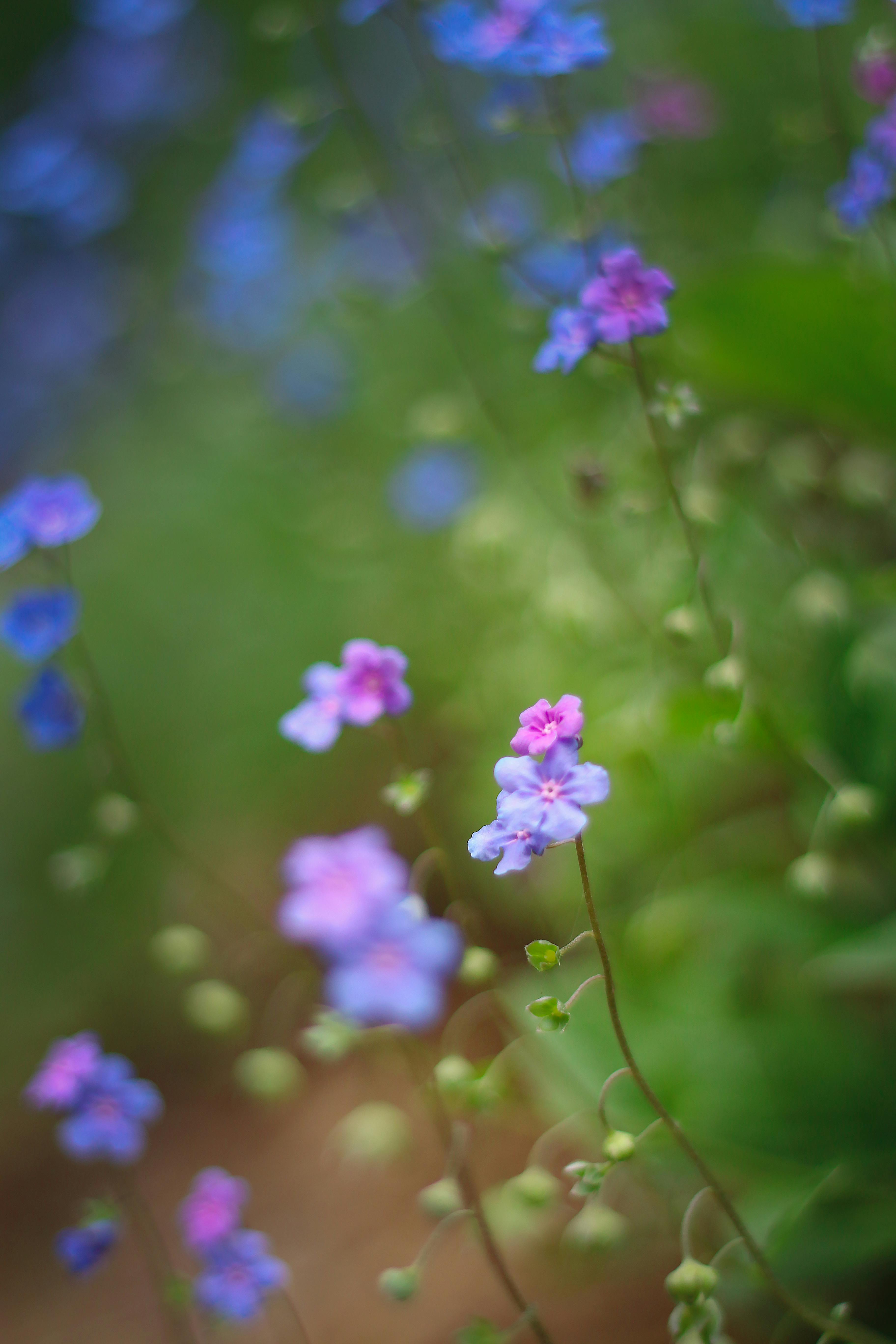 Miễn phí Ảnh lưu trữ miễn phí về bình yên, Bo mạch, các thực vật hoang dã Ảnh lưu trữ
