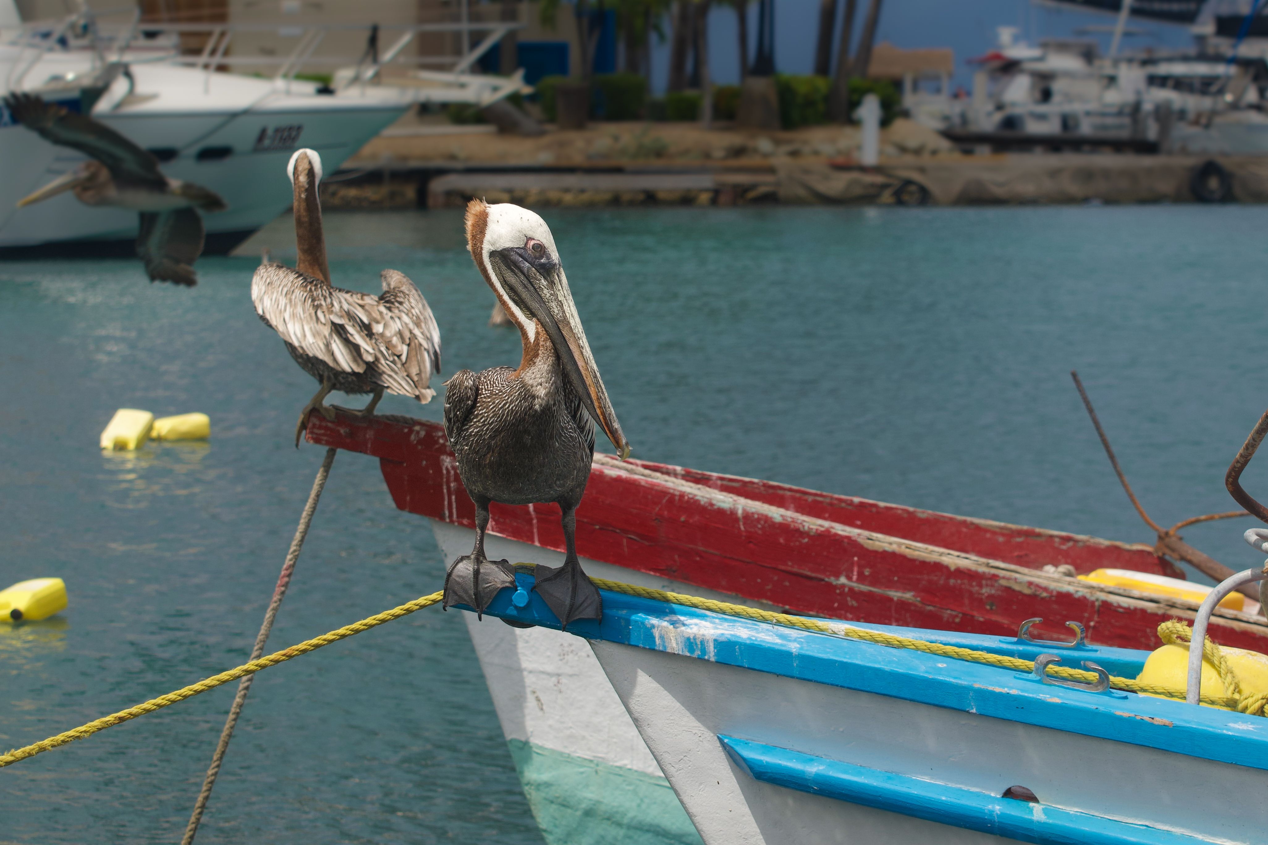 Transport Tips and Costs — Aruba travel guide photo
