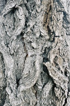 Detailed close-up of rugged tree bark texture, showcasing natural patterns in Kazakhstan.