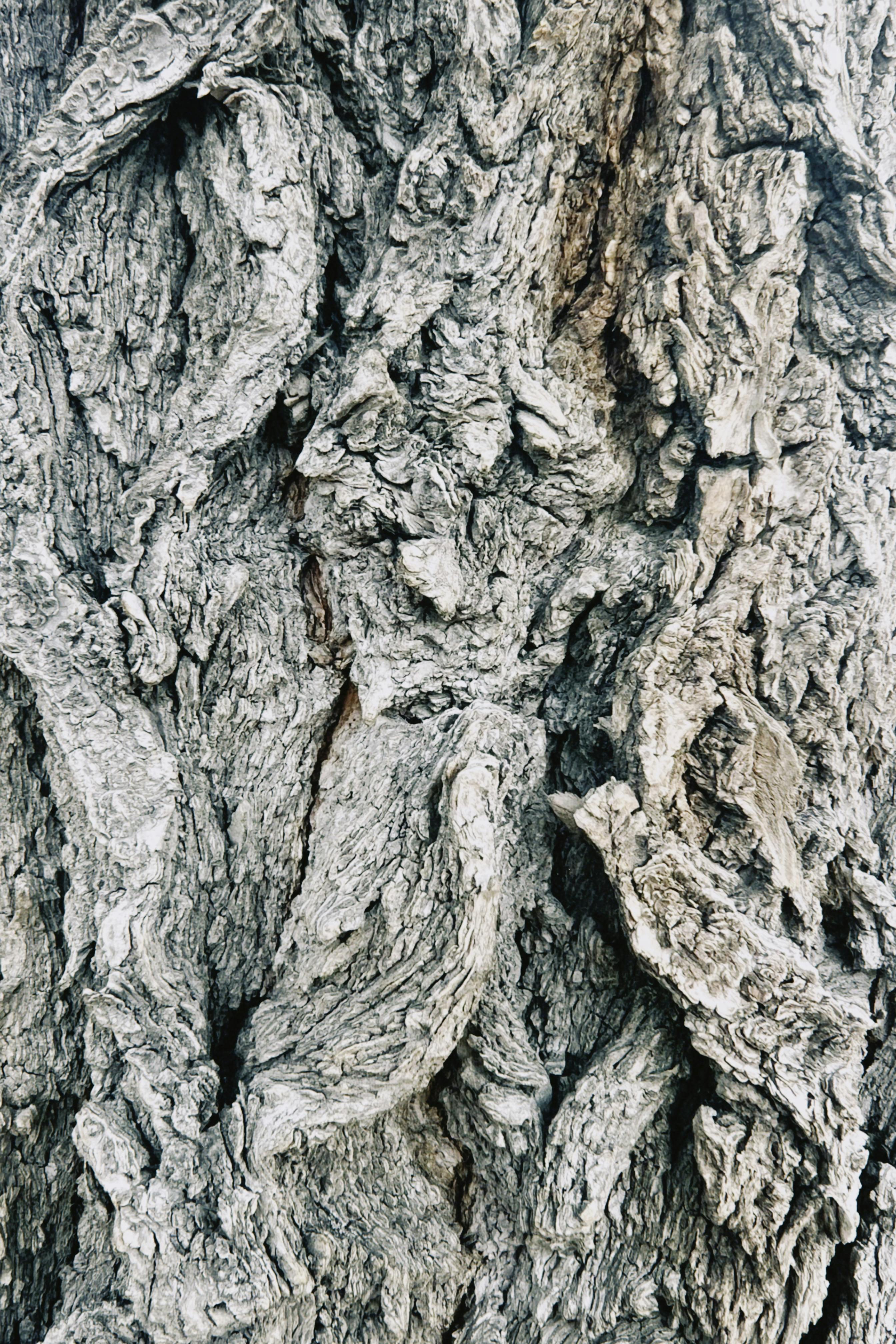 gratis Gedetailleerde close-up van de ruwe textuur van boomschors, met natuurlijke patronen in Kazachstan. Stockfoto