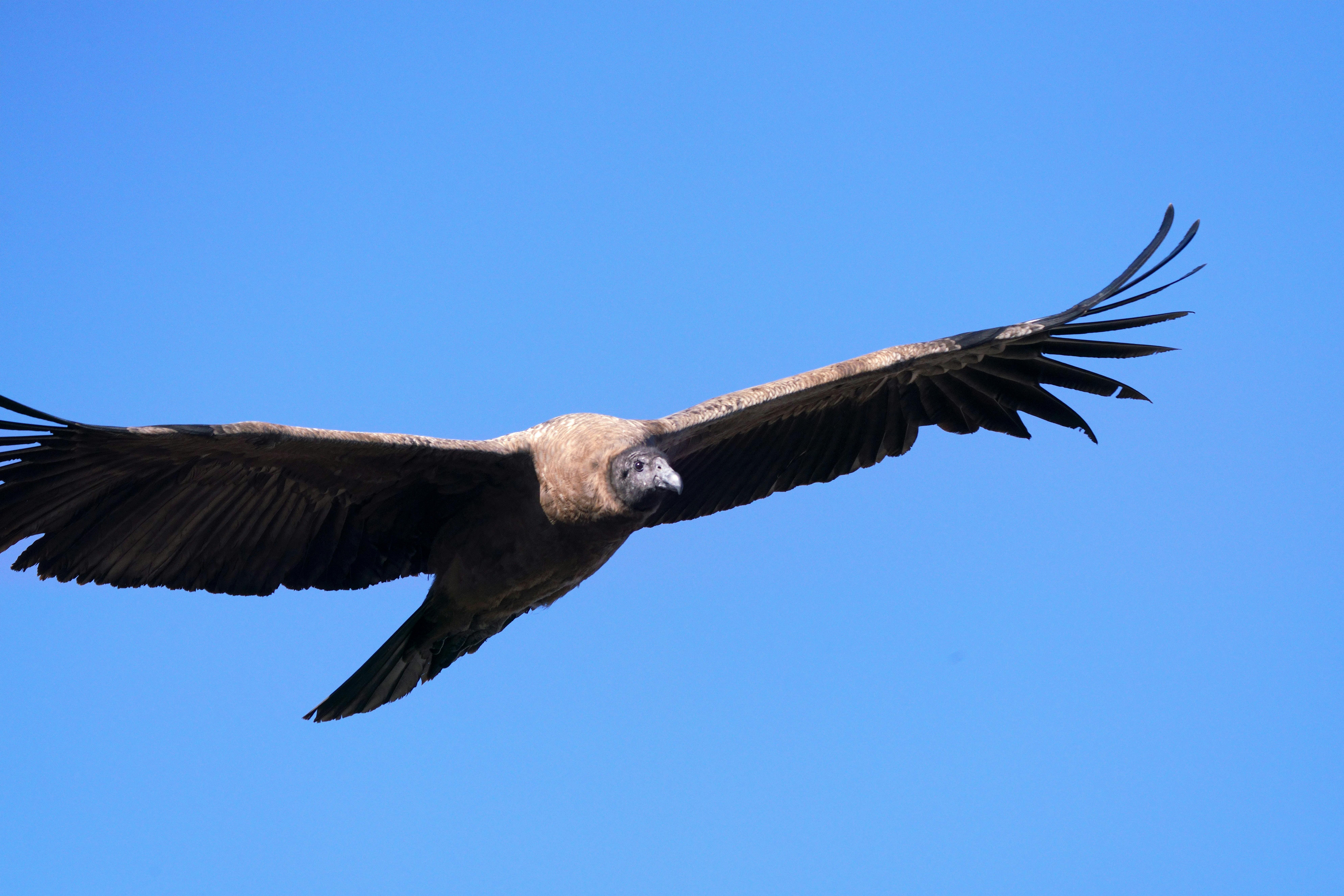 Gratis Seekor burung Condor Andes melayang anggun di langit biru cerah, memperlihatkan bentang sayapnya yang mengesankan. Foto Stok