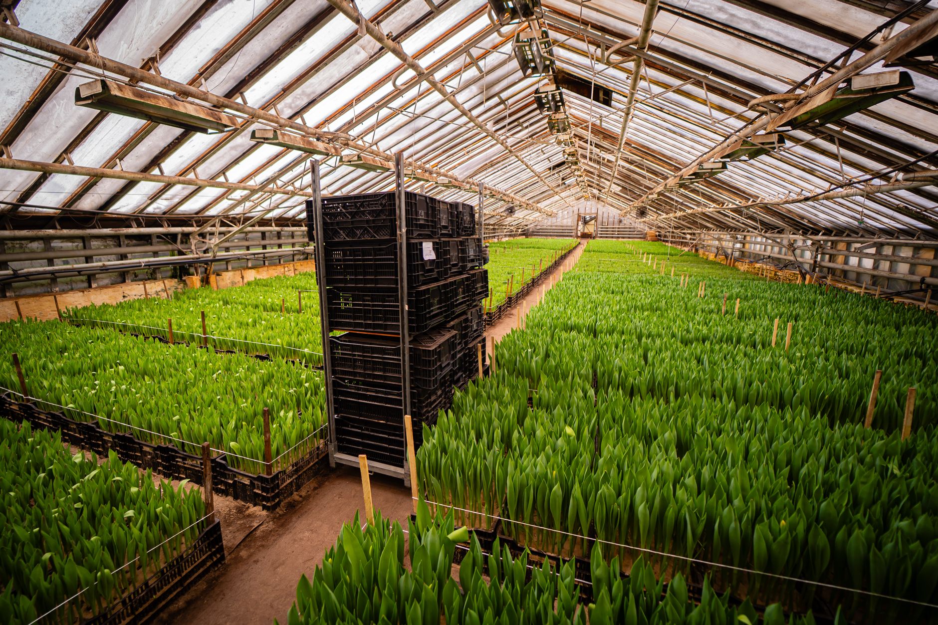 Greenhouse Film Market to Reach $120.9 Bn by 2035