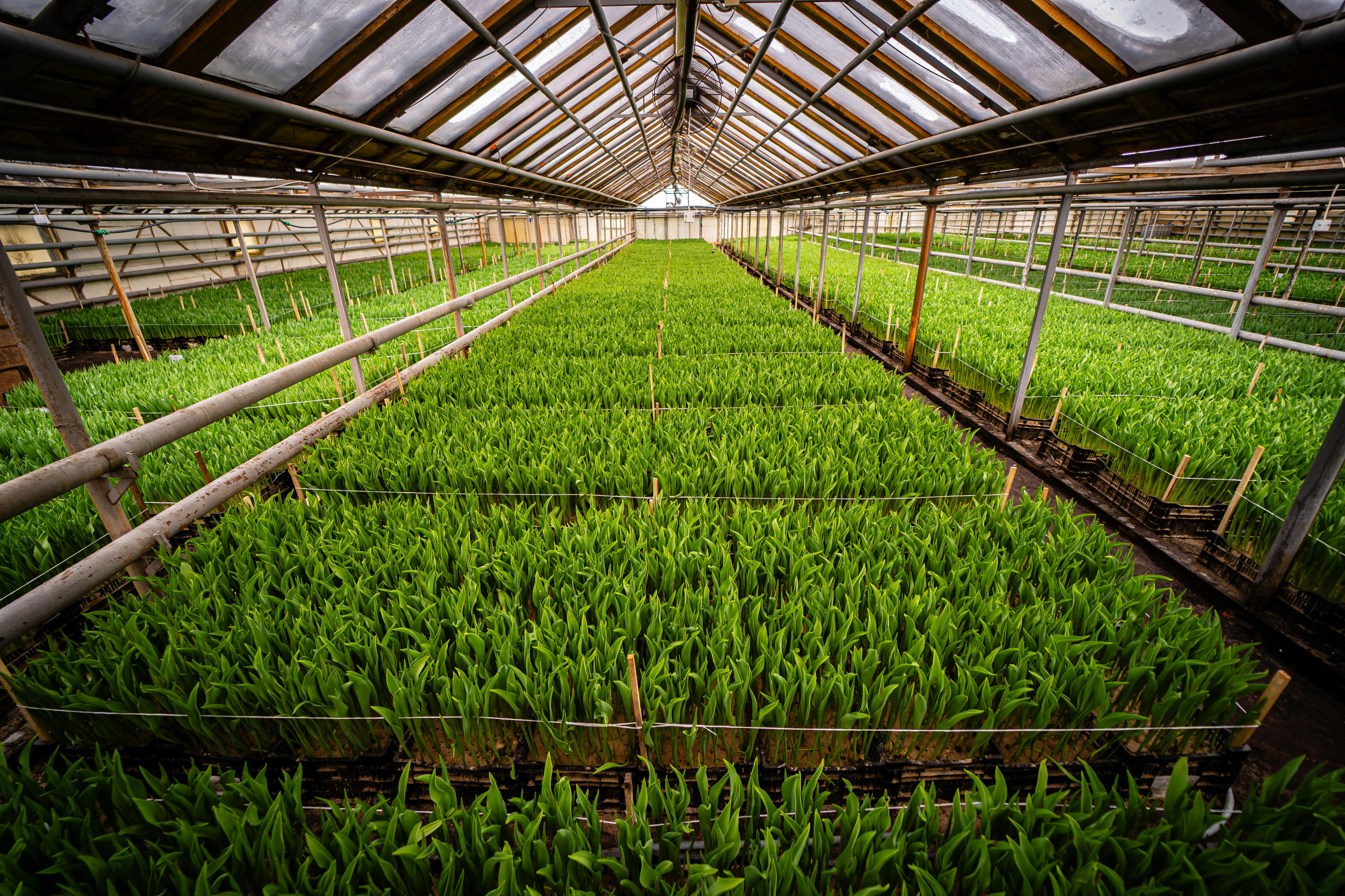 Arunachal's Green Gold: How Horticulture is Cultivating Economic Growth in Frontier Districts