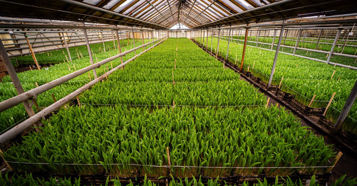 Arunachal's Green Gold: How Horticulture is Cultivating Economic Growth in Frontier Districts