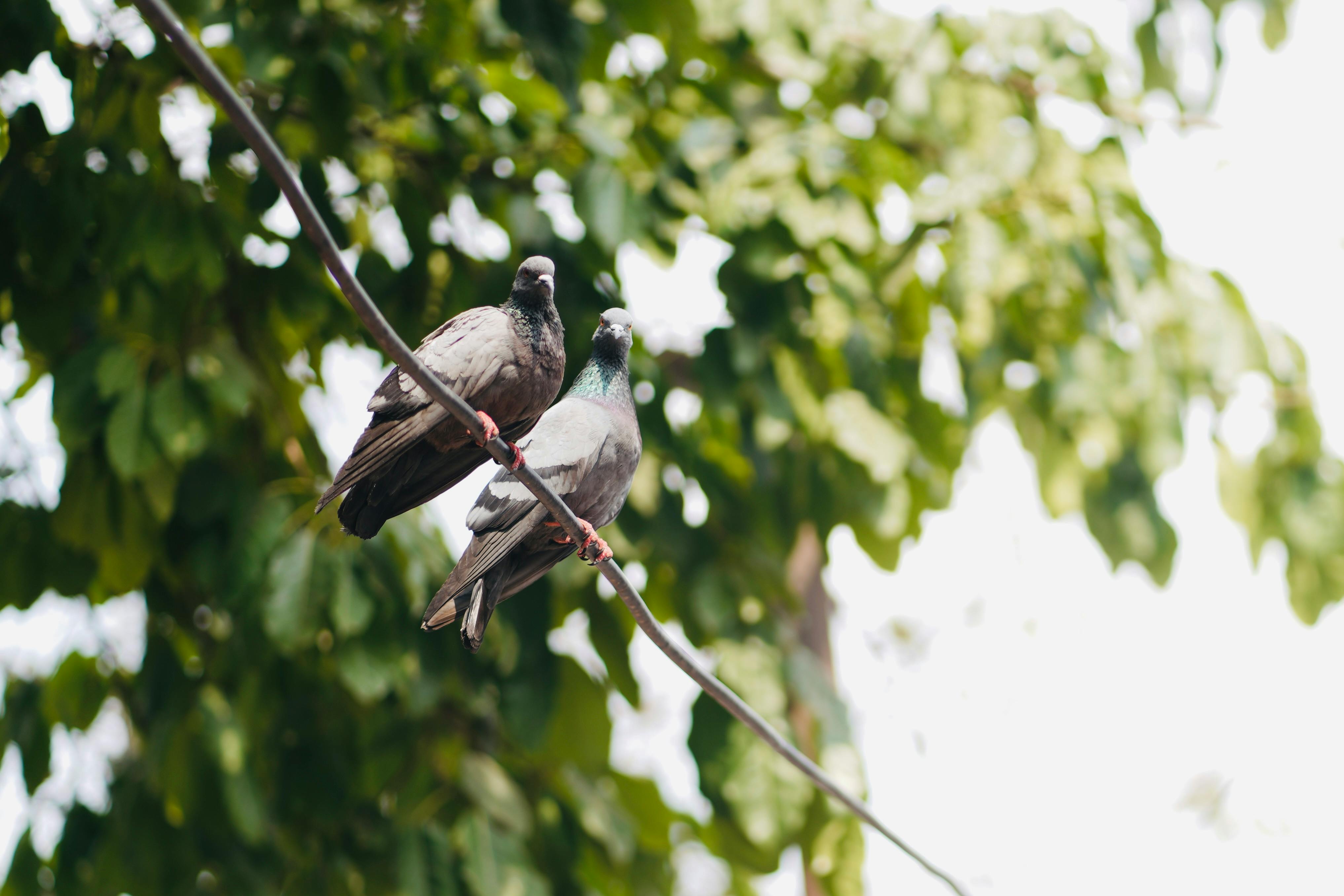 Miễn phí Hai chú chim bồ câu đậu trên dây điện giữa khung cảnh cây xanh tươi tốt, toát lên vẻ thanh bình và vẻ đẹp tự nhiên. Ảnh lưu trữ
