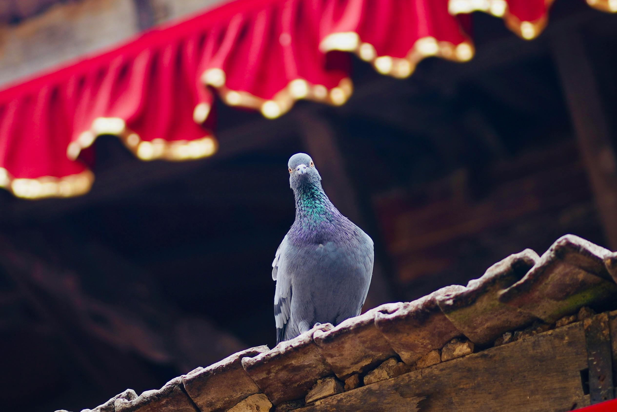 gratis Een duif staat op een traditioneel dak in Kathmandu, Nepal, en illustreert daarmee de architectuur en cultuur. Stockfoto