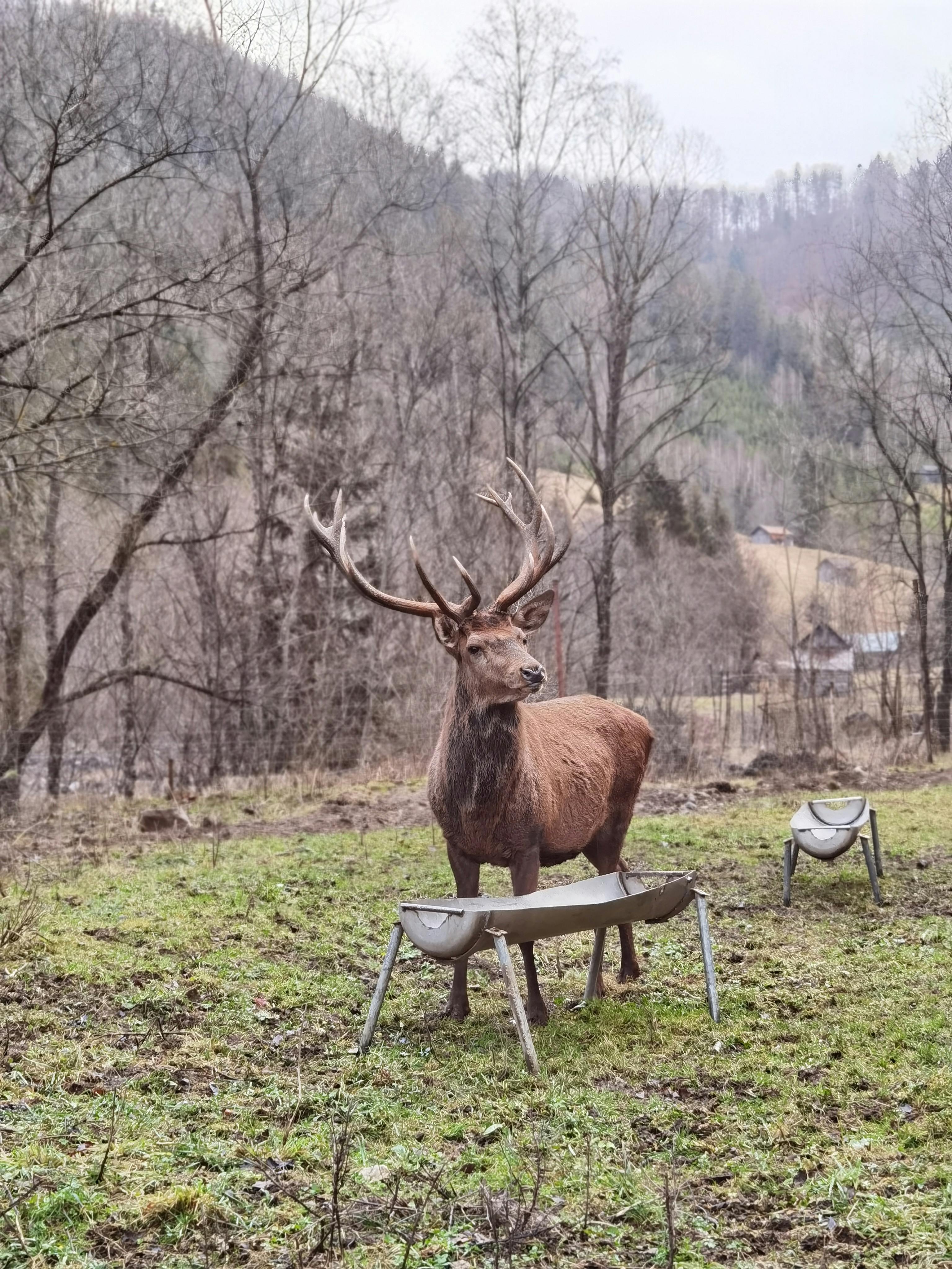 Zadarmo Kráľovský jeleň stojaci na pokojnej lesnej čistinke obklopený holými stromami. Fotka z fotobanky