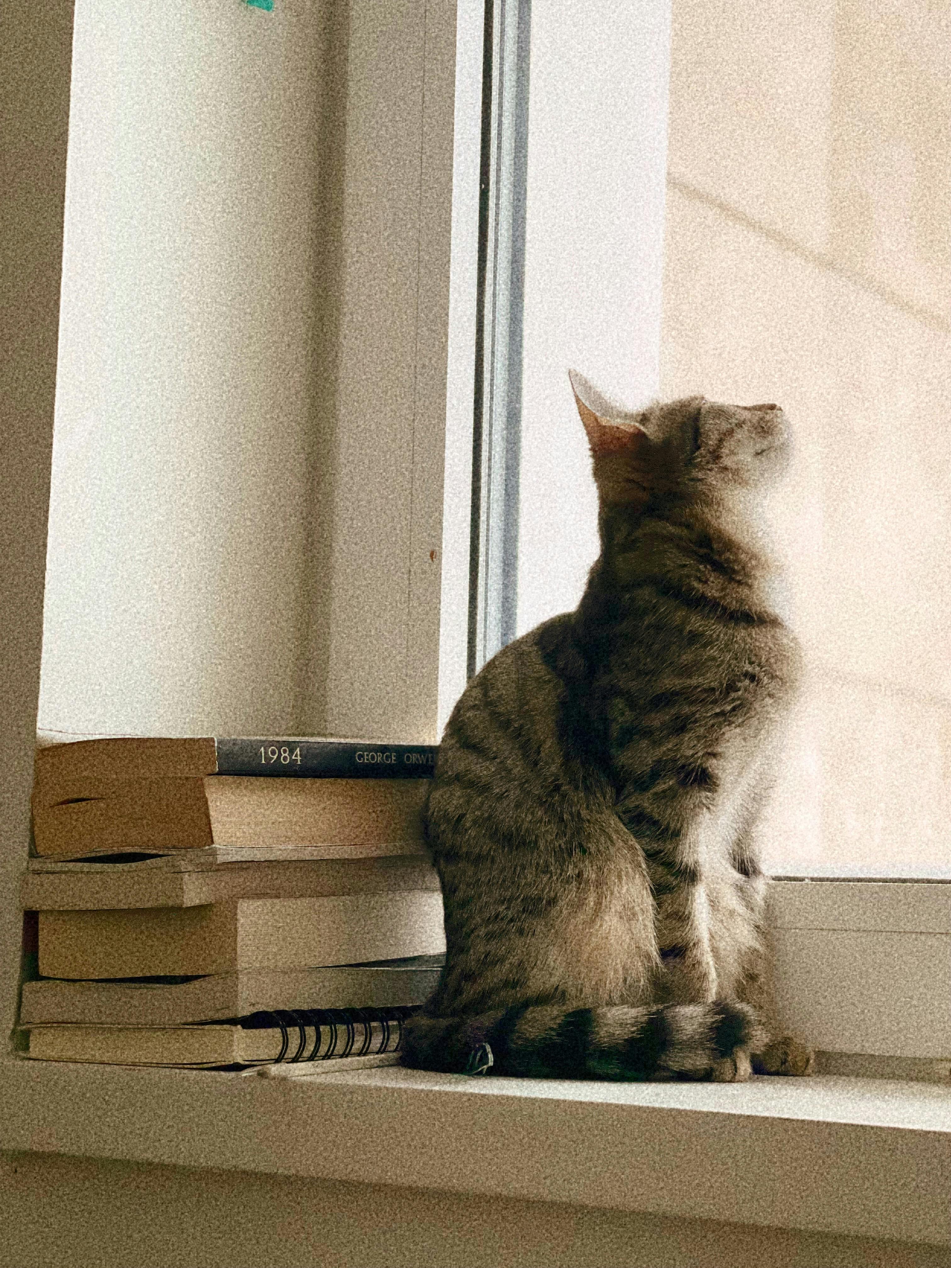 gratis Een gestreepte kat zit bij het raam op een stapel boeken en kijkt naar buiten. Stockfoto