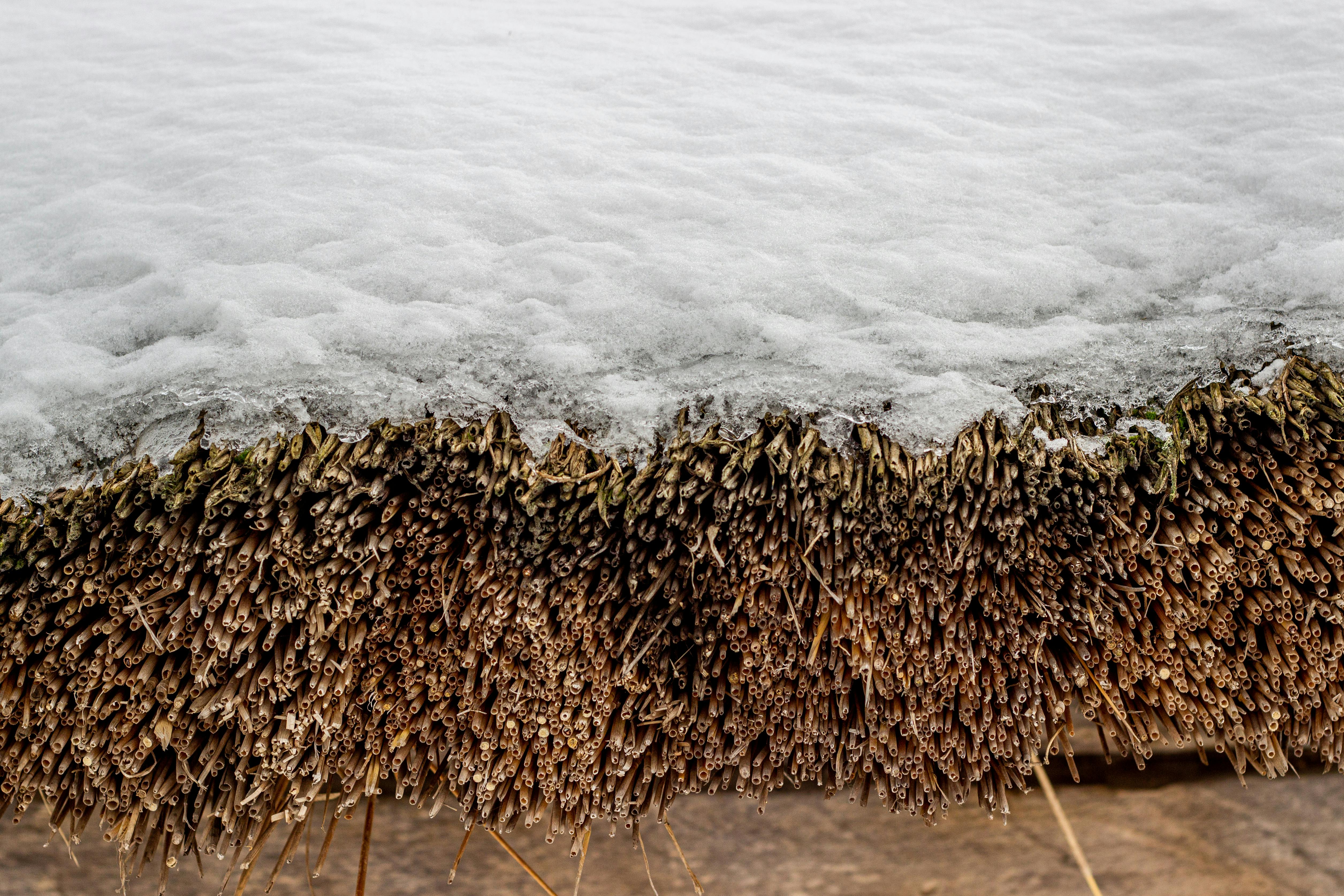 Zadarmo Detailný pohľad na zamrznutý okraj potoka s ľadovými trstinami v zimnej krajine. Fotka z fotobanky