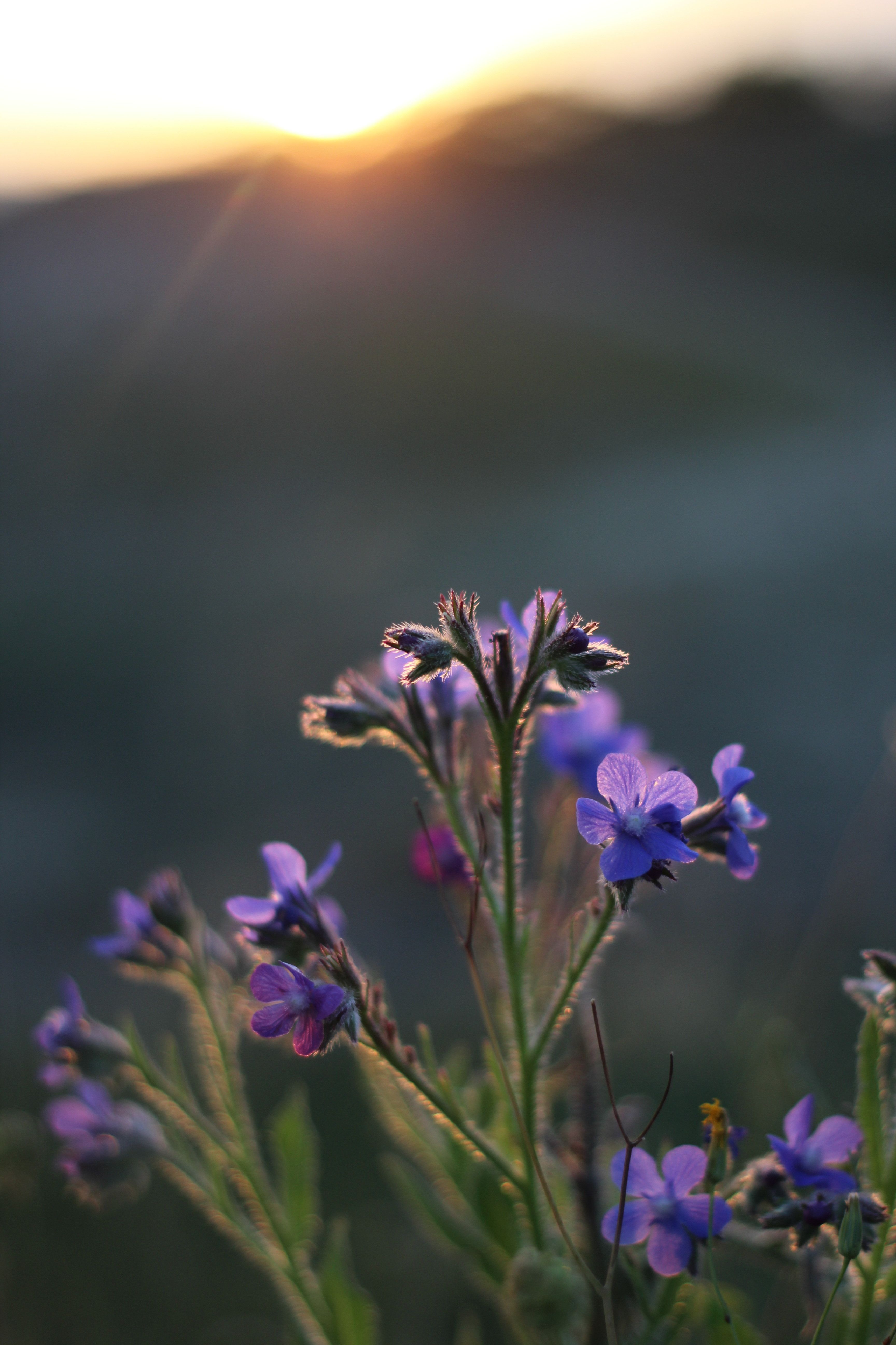 Purple Wildflowers at Sunset in Bloom · Free Stock Photo
