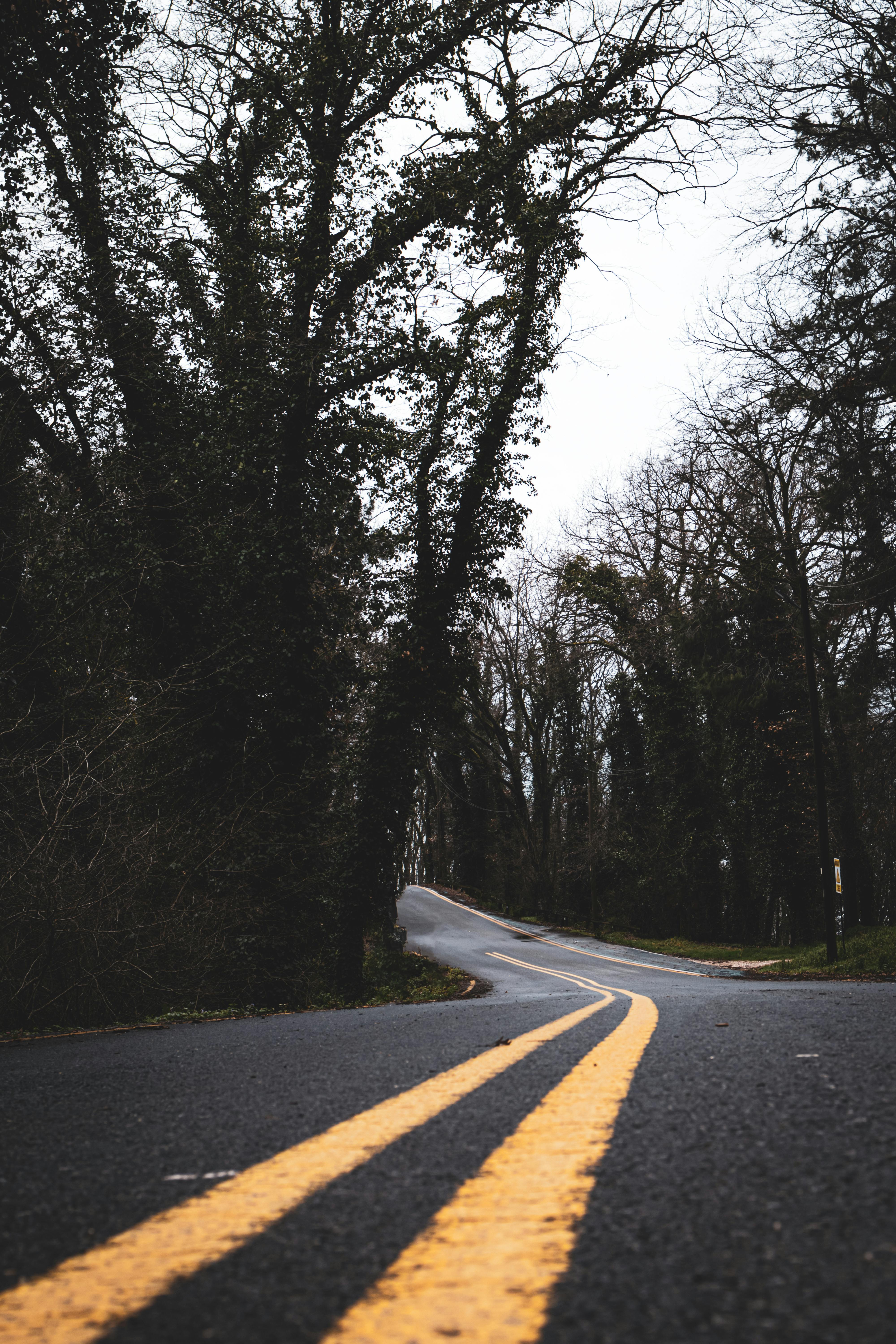 Безкоштовне Звивиста дорога крізь зимовий ліс створює спокійну та таємничу картину. стокове фото