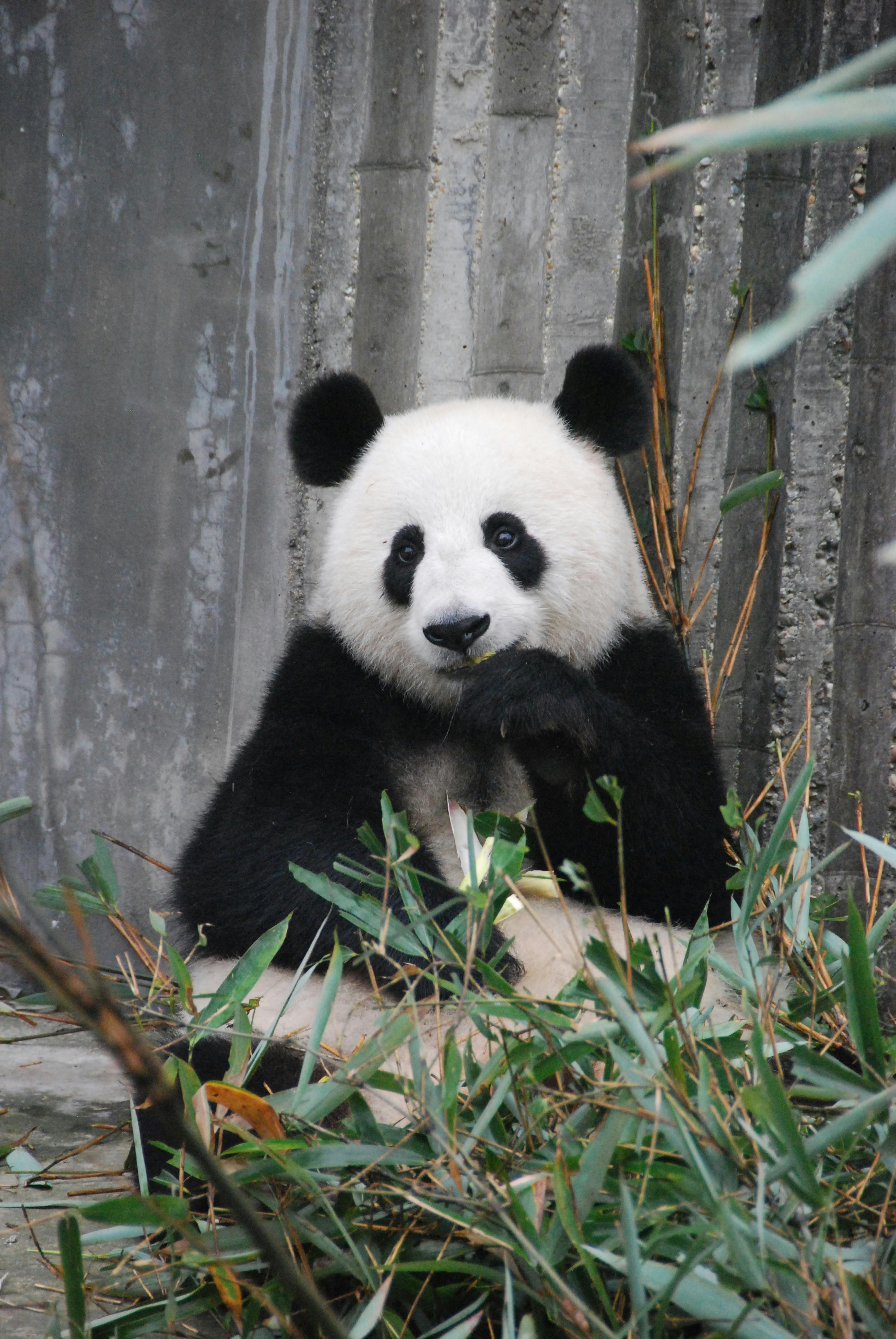 panda bear on green grass