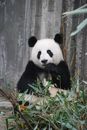 动物园的围栏里，一只可爱的大熊猫正咀嚼着竹子，展示着野生动物的行为