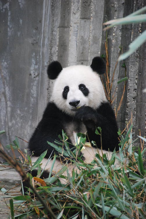 Panda Bear on Green Grass