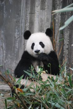 Giant Panda