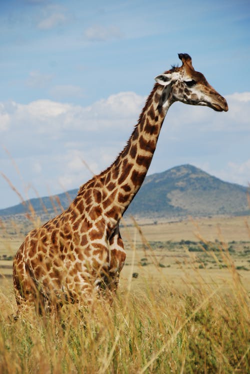 Photo Of Giraffe On Field 