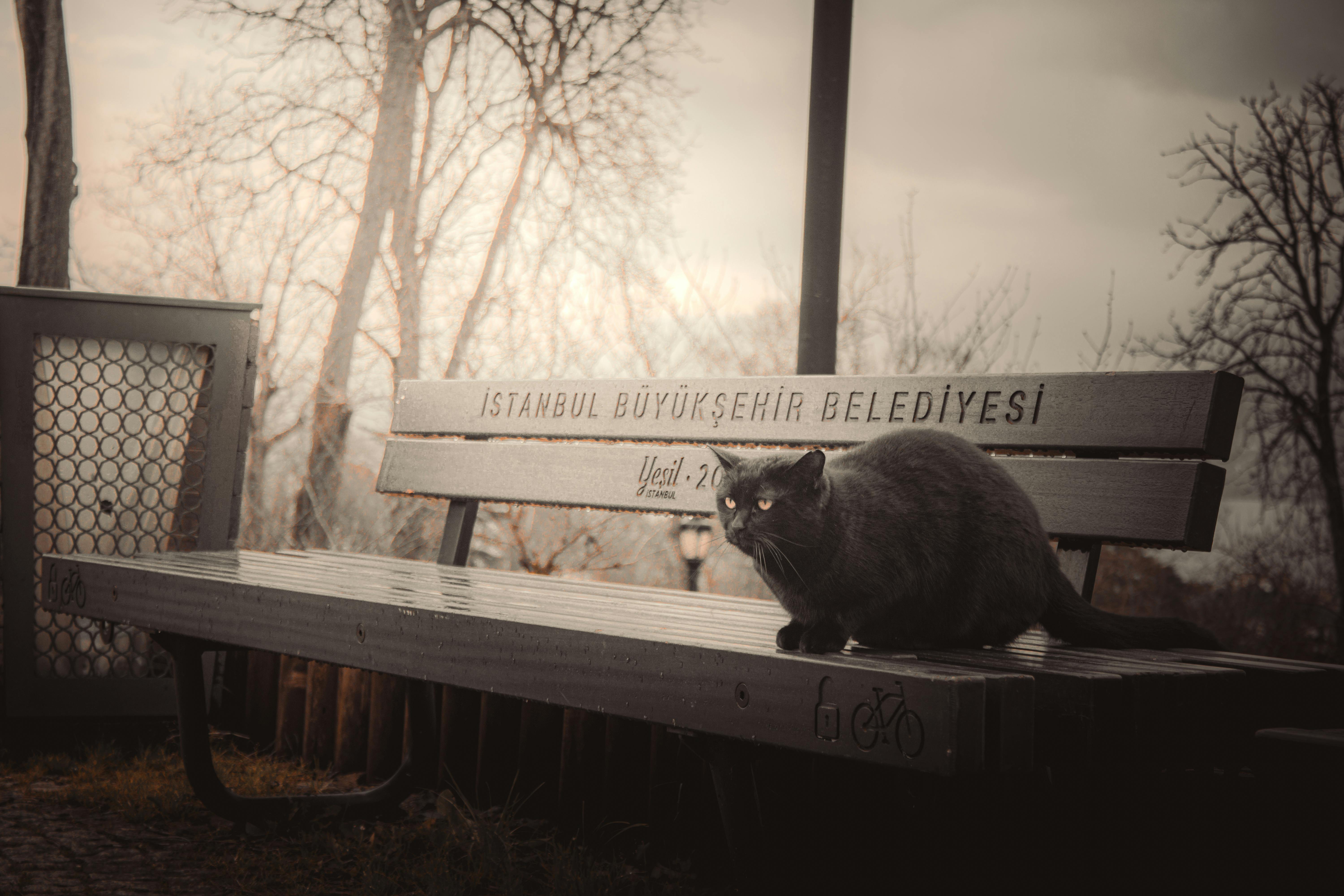 Bezpłatne Szary kot siedzący na publicznej ławce w pochmurnym parku w Stambule z nagimi drzewami. Zdjęcie z galerii