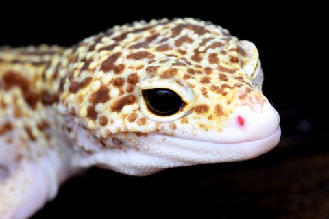Leopardgecko Augen: geschwollen, zu, trüb – 5 Ursachen und Hilfe