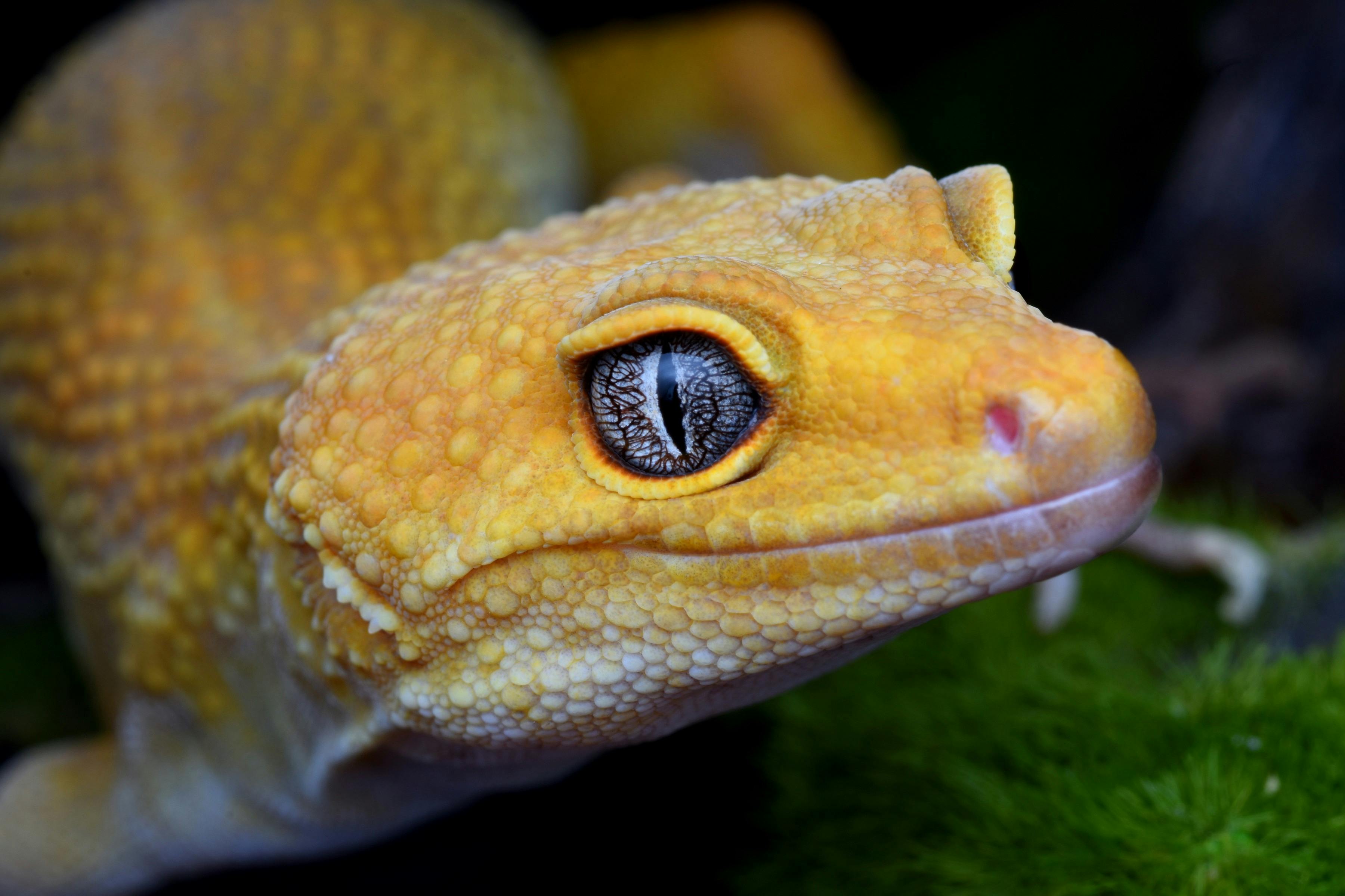 無料 複雑な鱗と目の細部がわかる、鮮やかな黄色のヤモリの詳細なマクロ写真。 写真素材