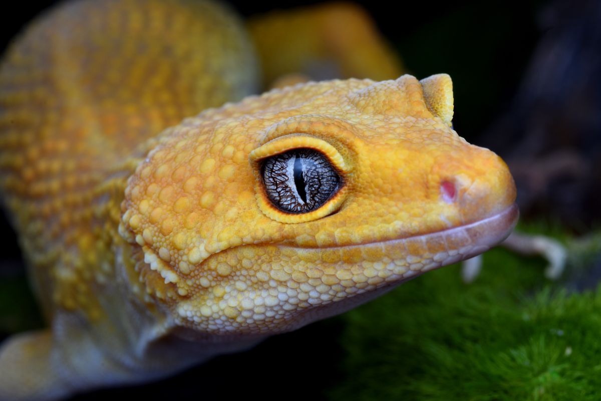 Leopard Gecko Swollen Eye: 6 Causes, Home Care and Vet Signs