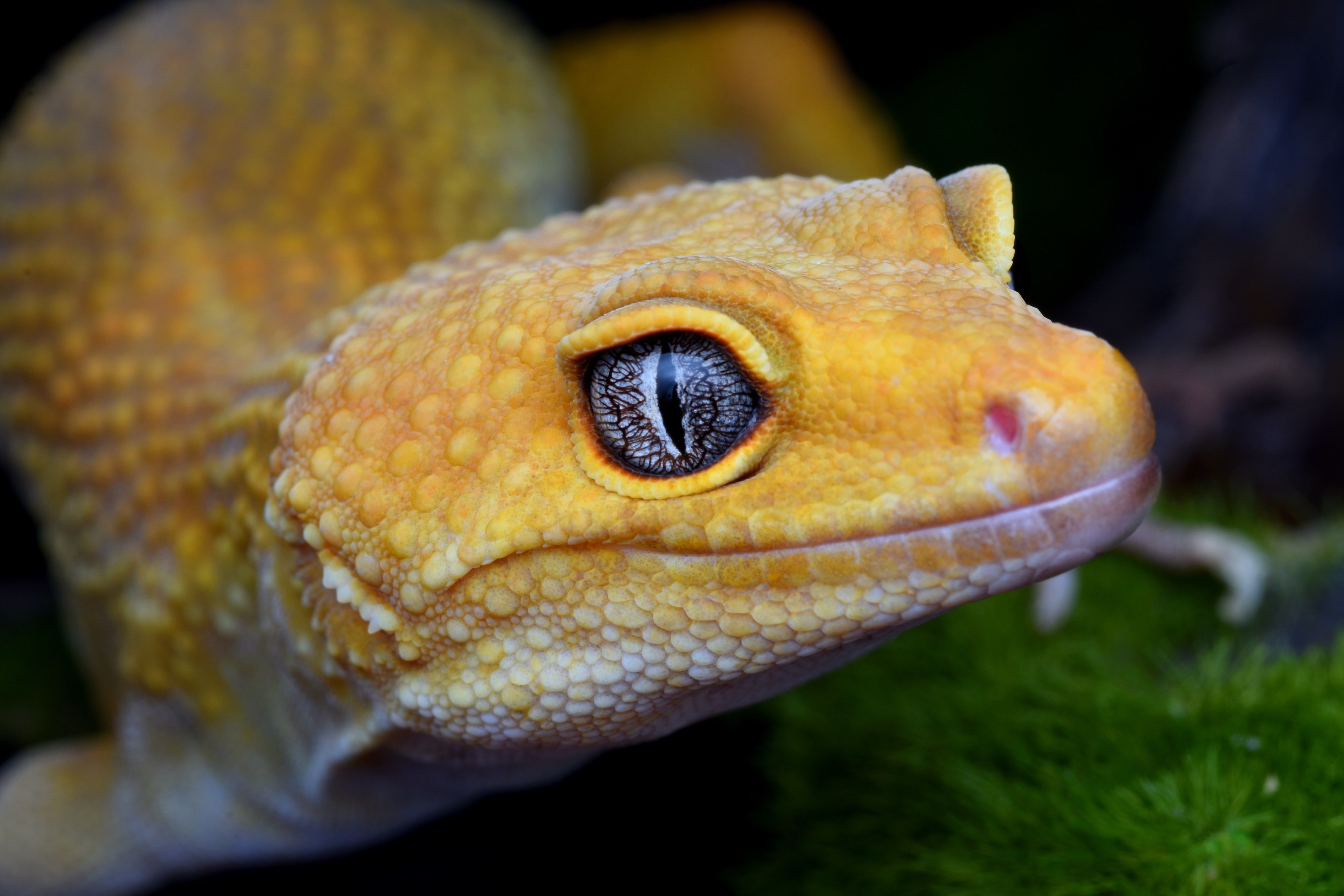 Close-up of a Vibrant Yellow Gecko in Nature · Free Stock Photo