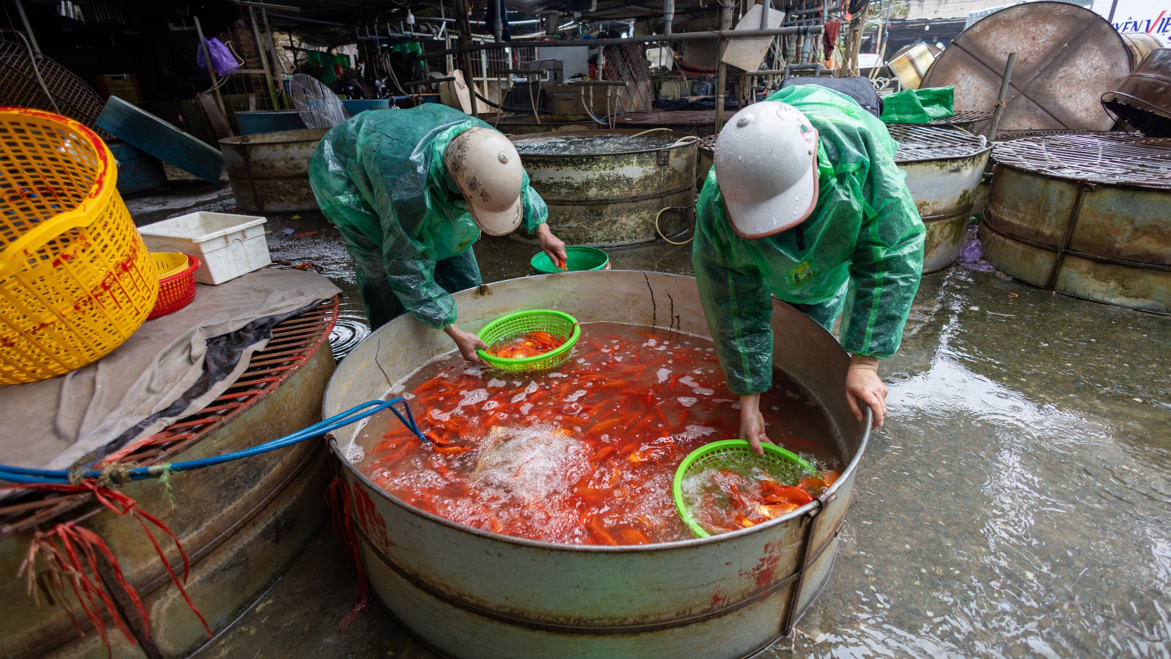 Two workers select fish at a vibrant market in Hà Nội, showcasing local trade practices.