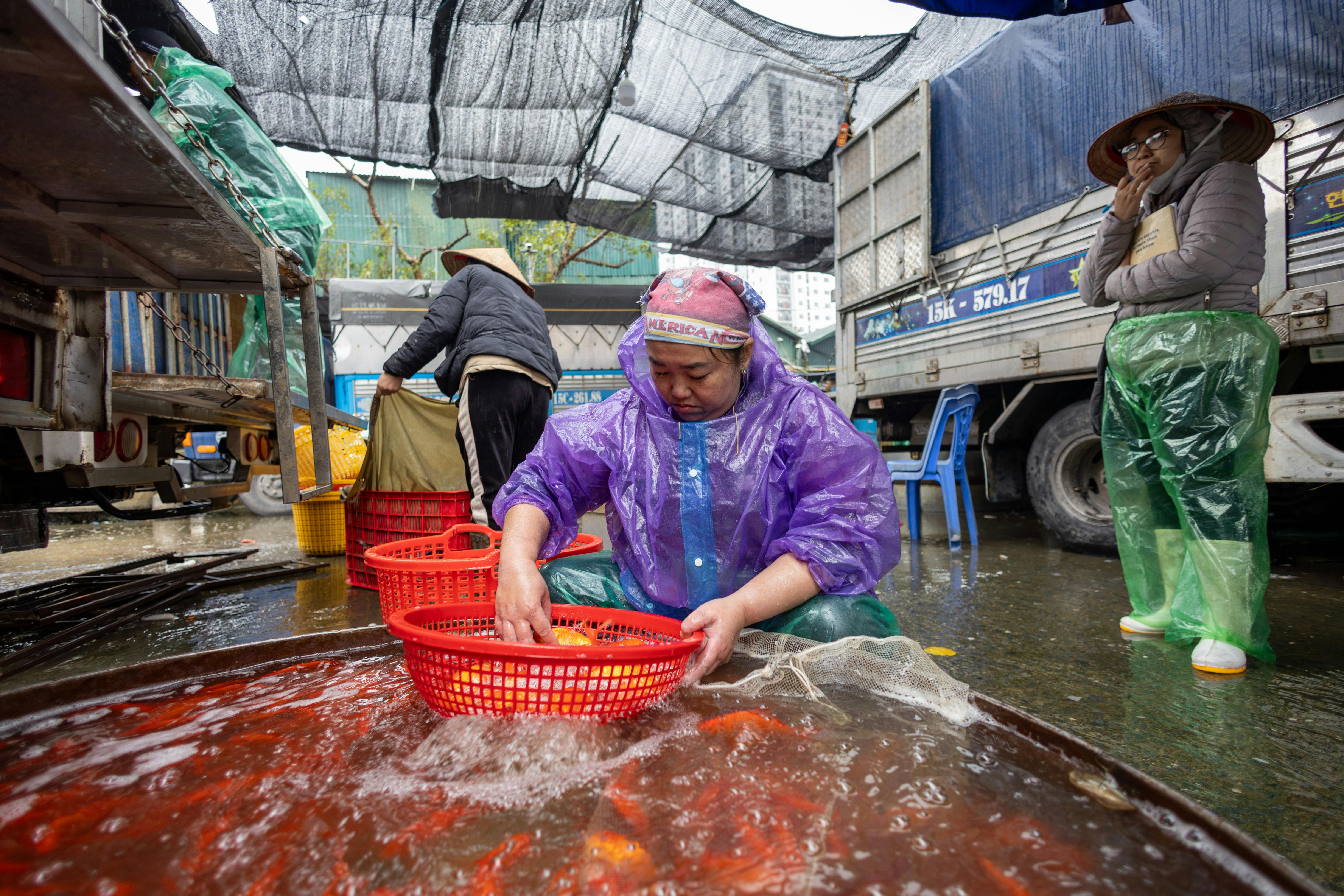 A vibrant market scene in Hà Nội with a fish seller handling live fish in bright baskets.