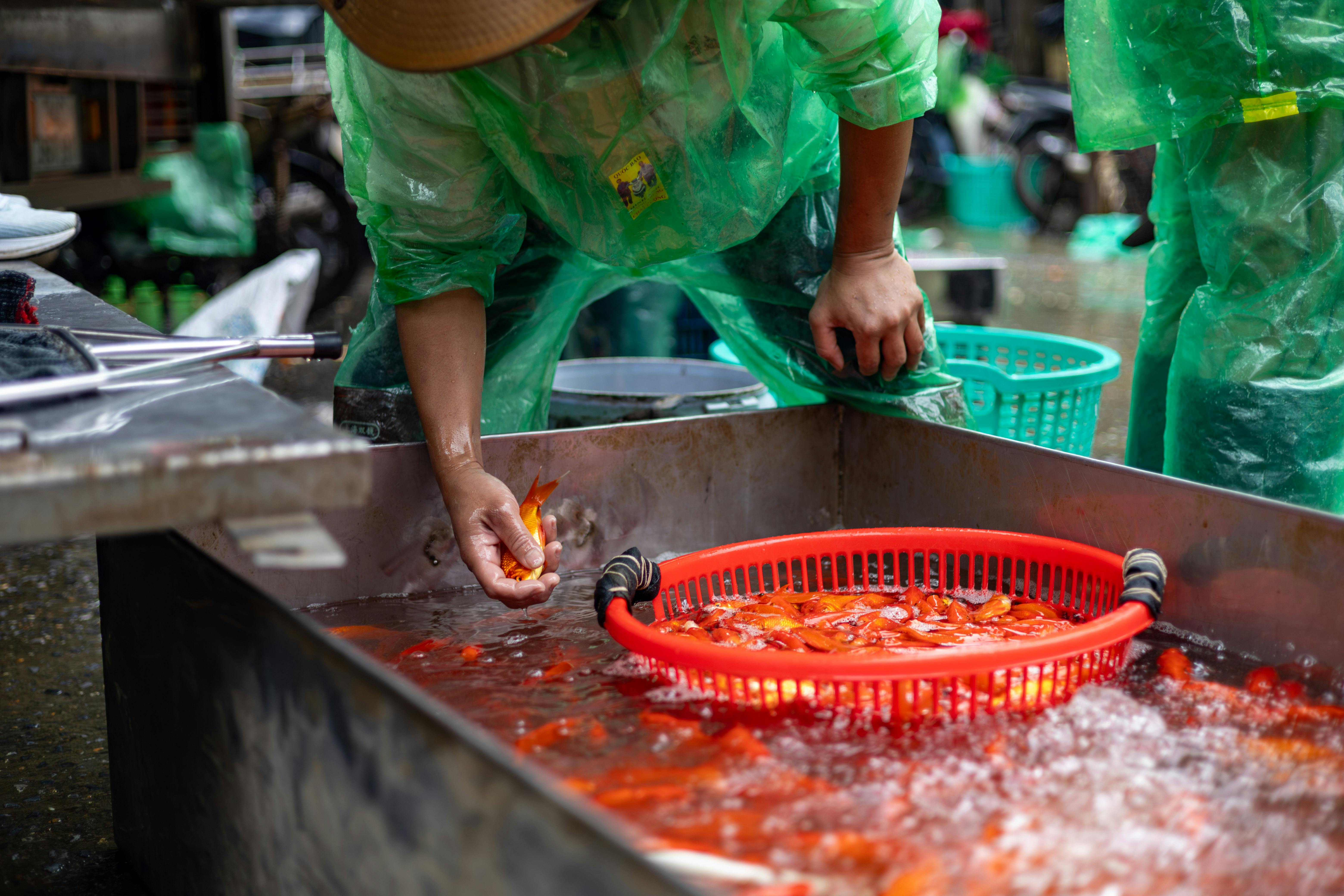 A person in a raincoat tends to live fish in a Hà Nội market, showcasing local traditions.