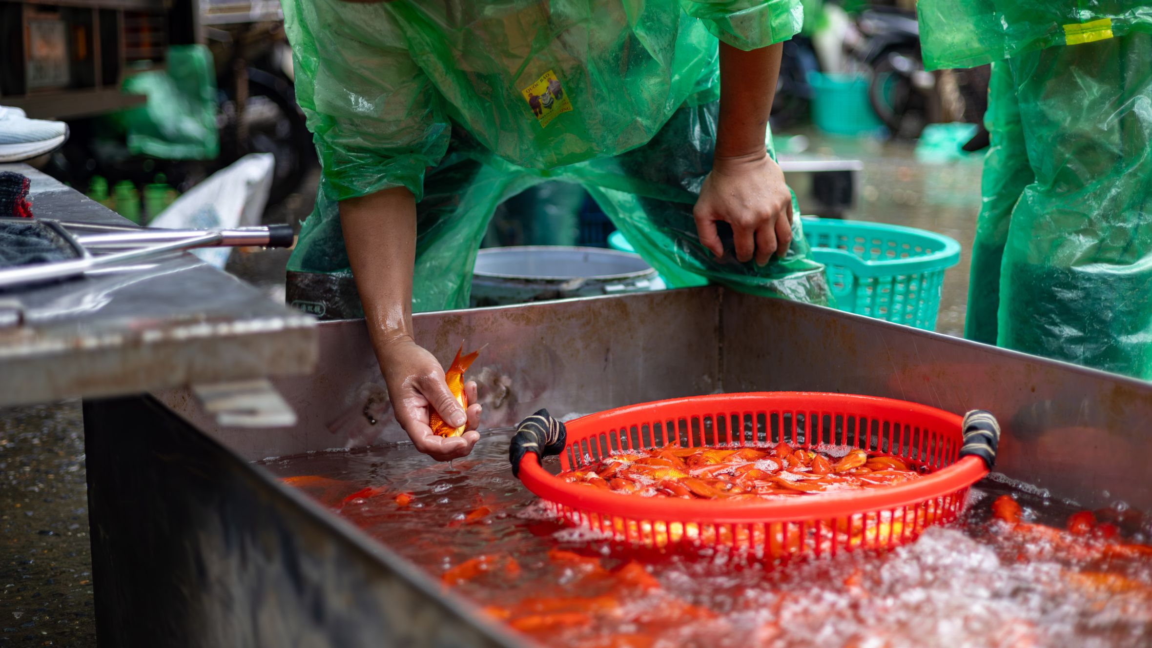 A person in a raincoat tends to live fish in a Hà Nội market, showcasing local traditions.