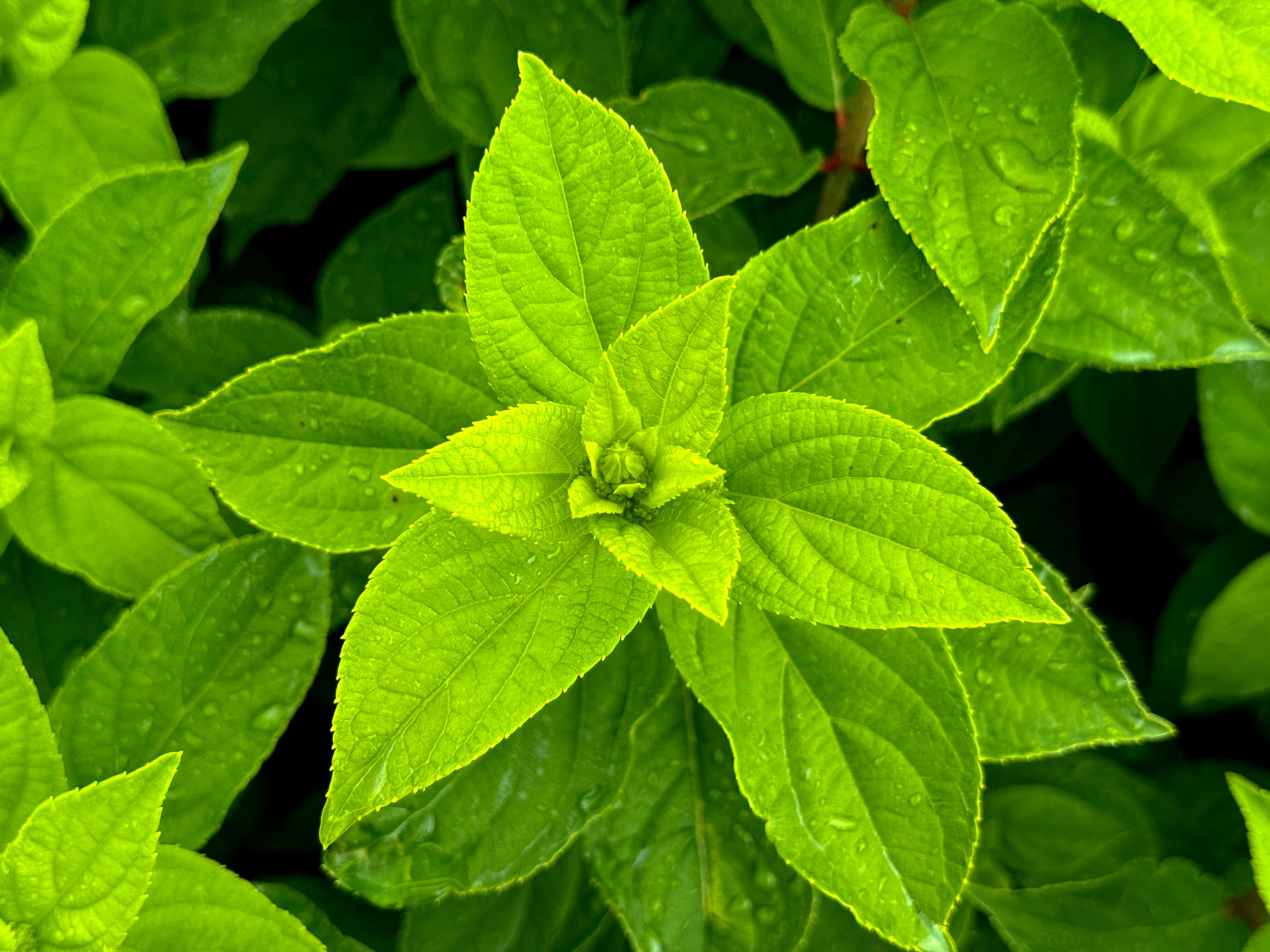 Croissance et développement stratégique avec plantes symboliques