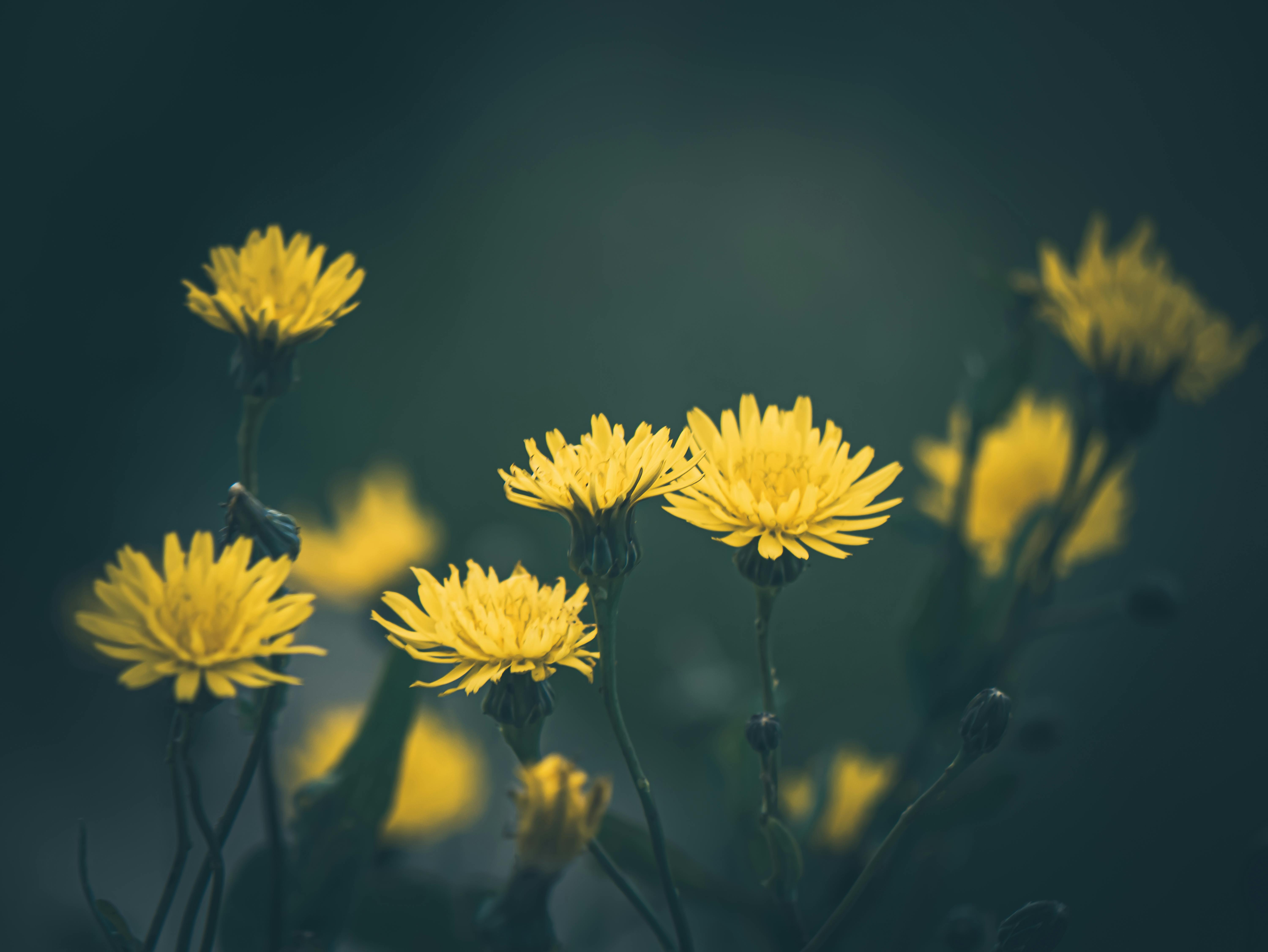 Ingyenes stockfotó @szabadtéri, a természet szépsége, aranysárga témában Stockfotó