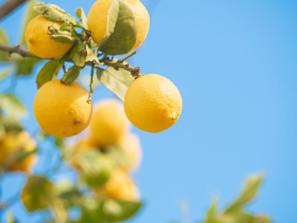 Ripe lemons hanging on a tree against a blue sky