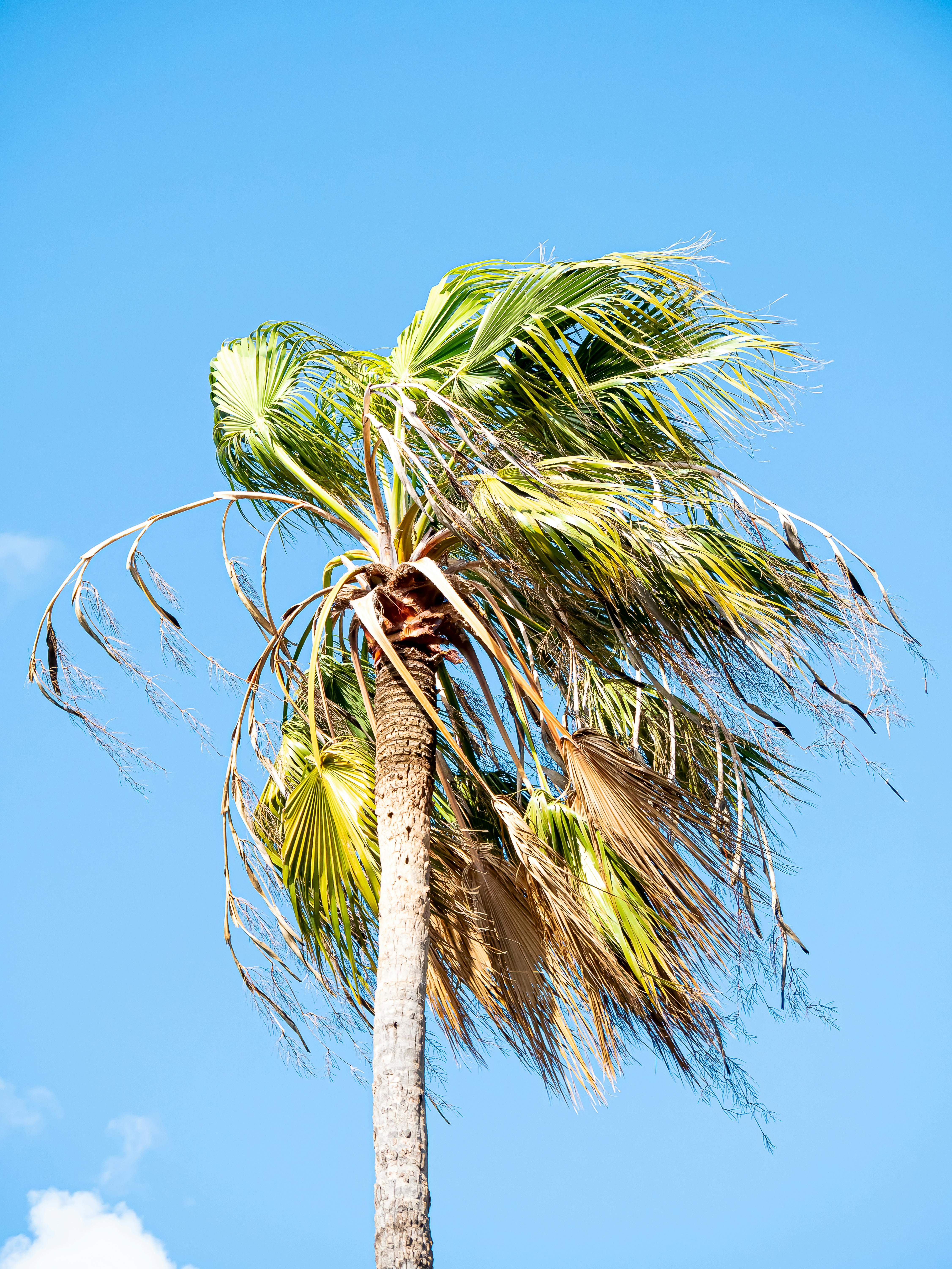 Gratis En høy palme med vindblå blader mot en klar blå himmel symboliserer et tropisk paradis. Arkivbilde