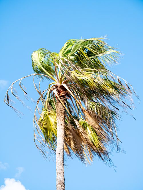 Free A tall palm tree with wind-swept leaves against a clear blue sky symbolizes tropical paradise. Stock Photo