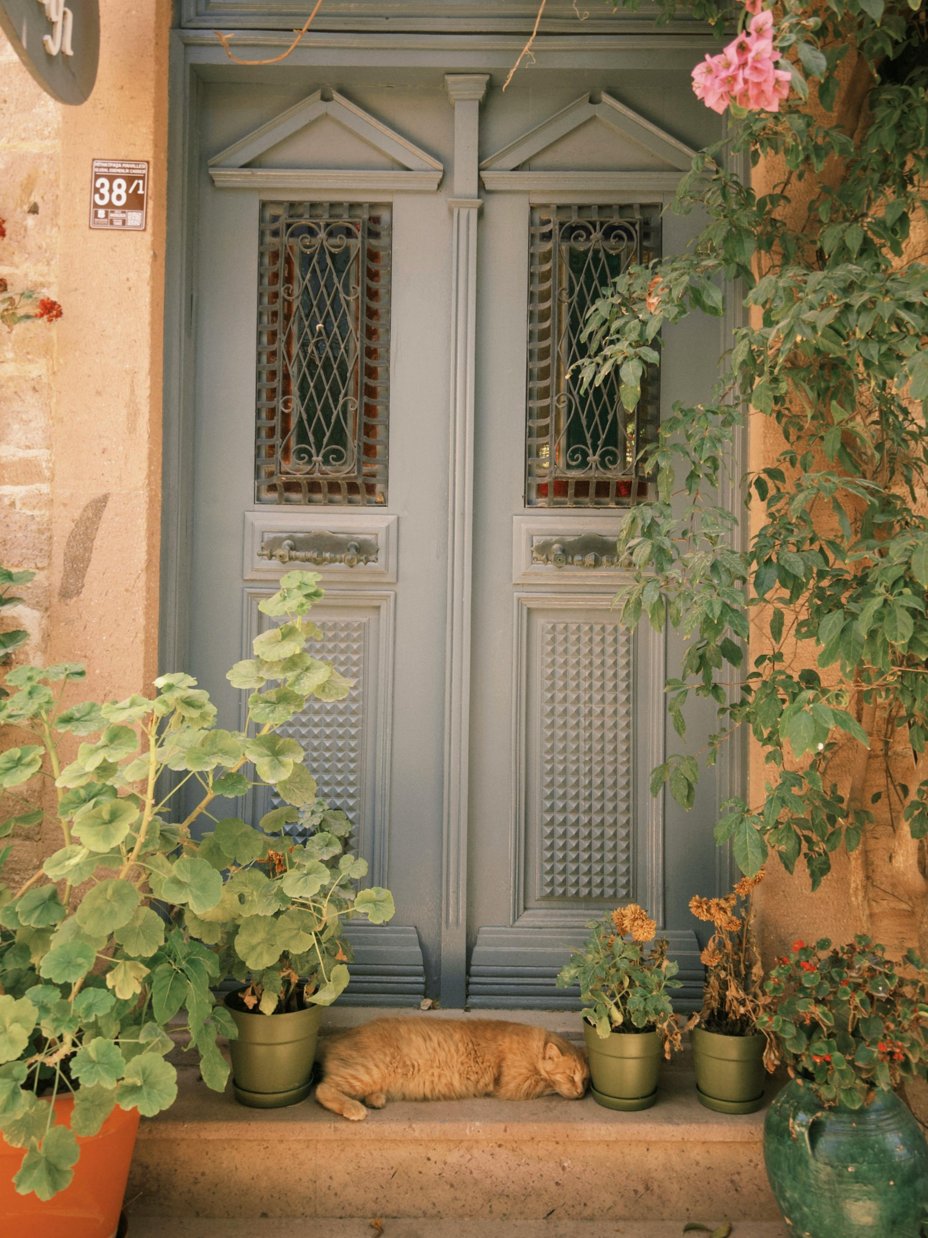 Gratuit O ușă rustică senină, împodobită cu verdeață și o pisică adormită, creând o ambianță liniștită. Fotografie de stoc